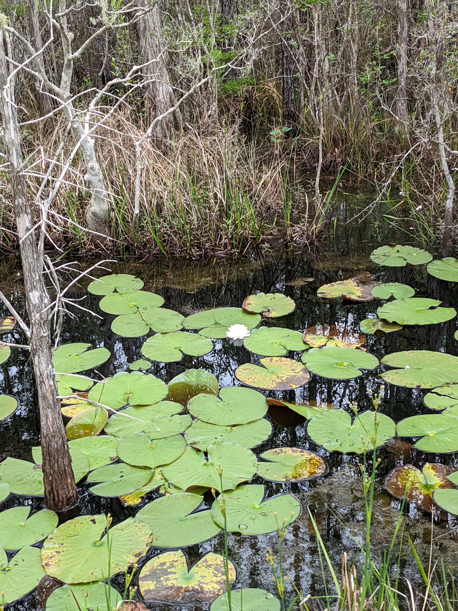 Tate&Apos;S Hell State Forest Juniper Creek Primitive Campsites