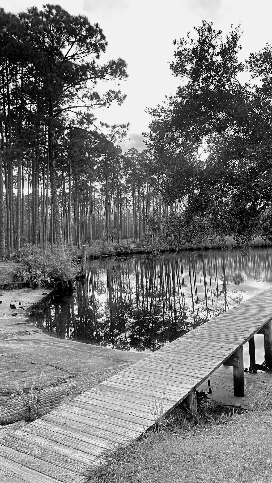 Tate&Apos;S Hell State Forest Cash Creek Campground