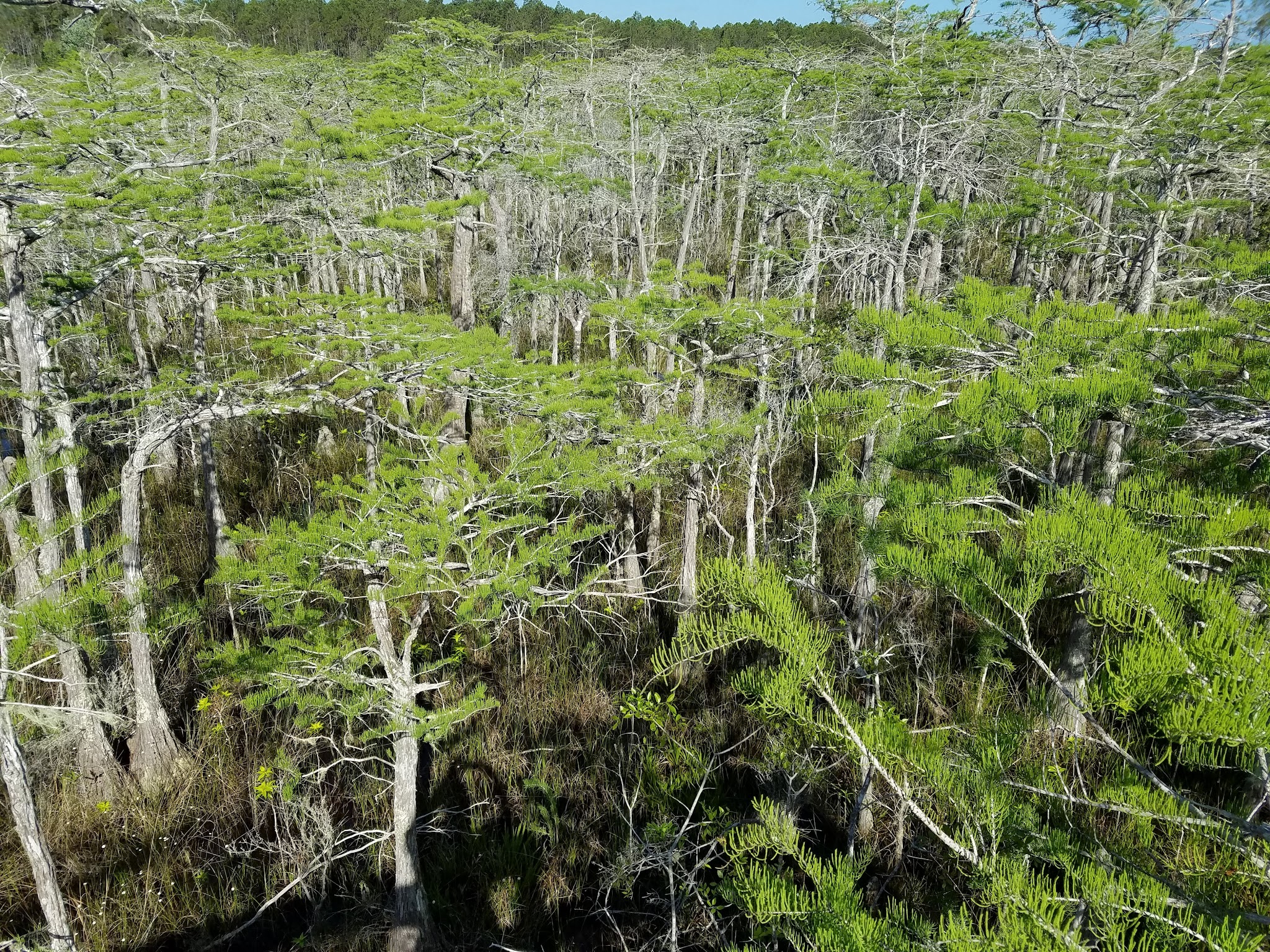 Tate&Apos;S Hell State Forest Juniper Creek Primitive Campsites