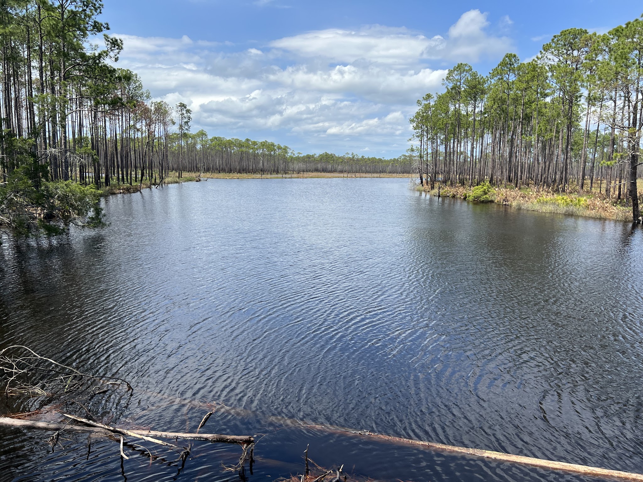 Tate&Apos;S Hell State Forest Juniper Creek Primitive Campsites