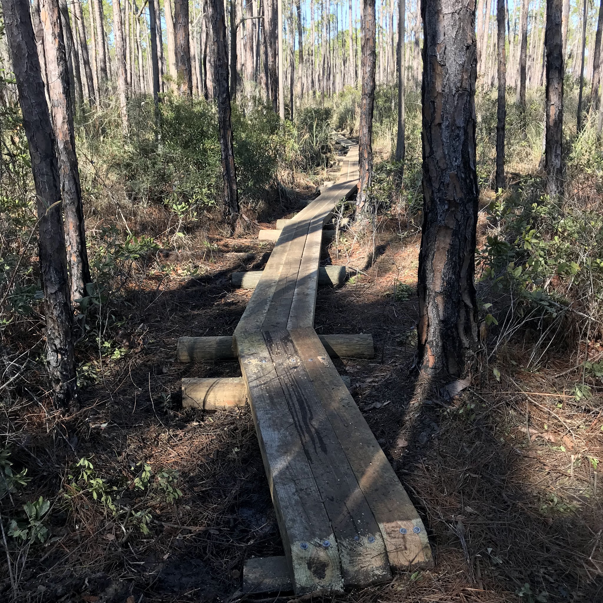 Tate&Apos;S Hell State Forest Juniper Creek Primitive Campsites