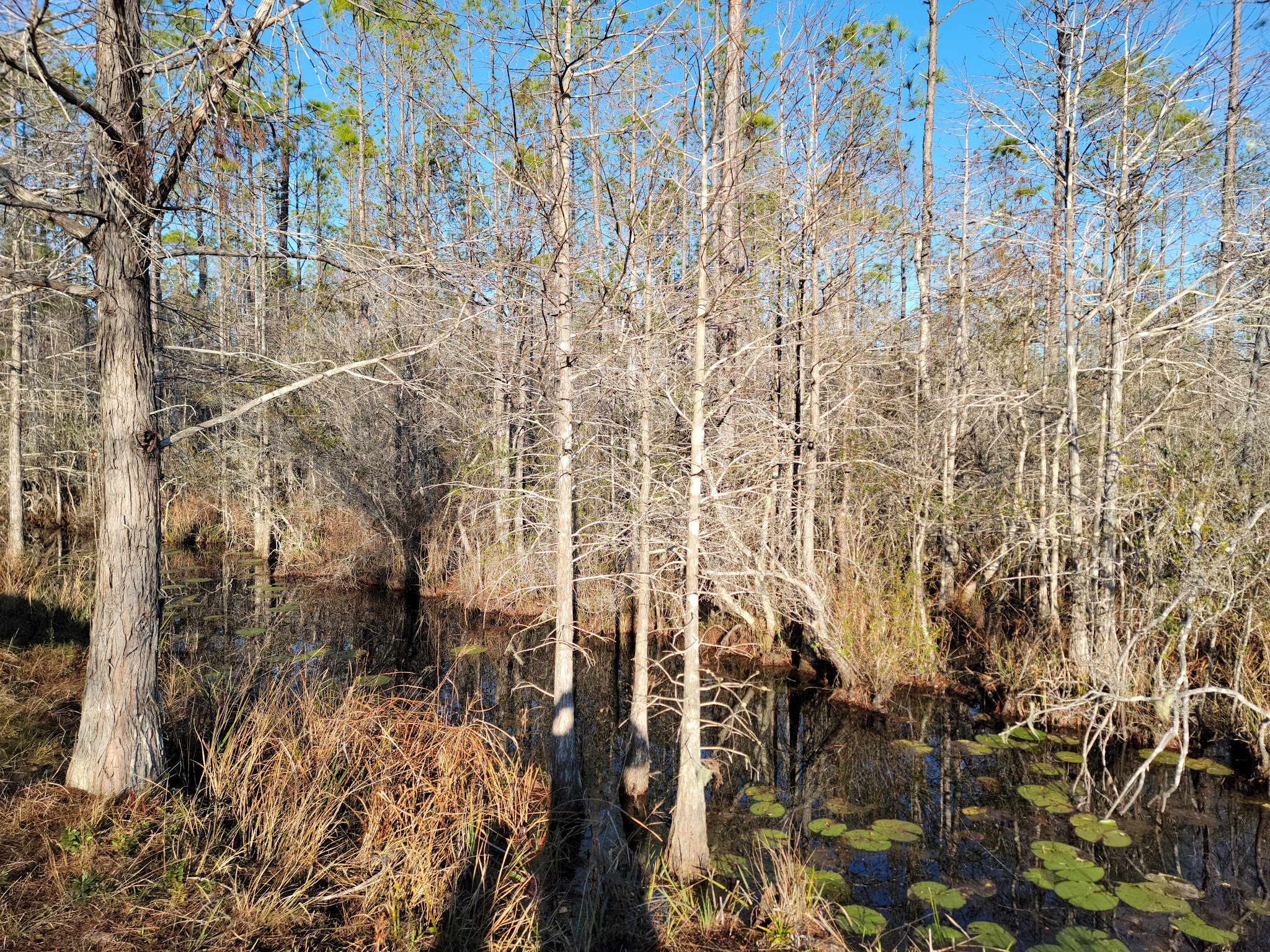 Tate&Apos;S Hell State Forest Juniper Creek Primitive Campsites