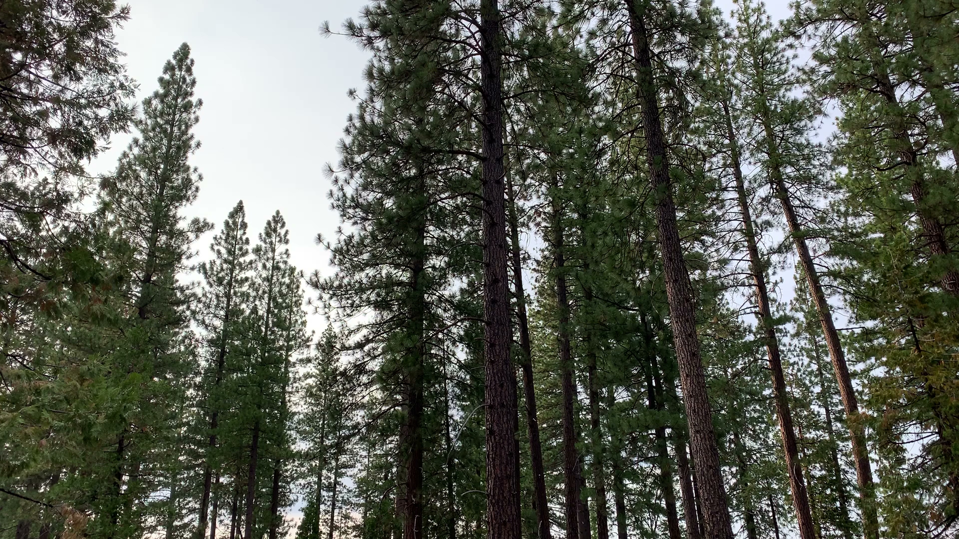 Teleli Pulaya (Black Oak) Campground