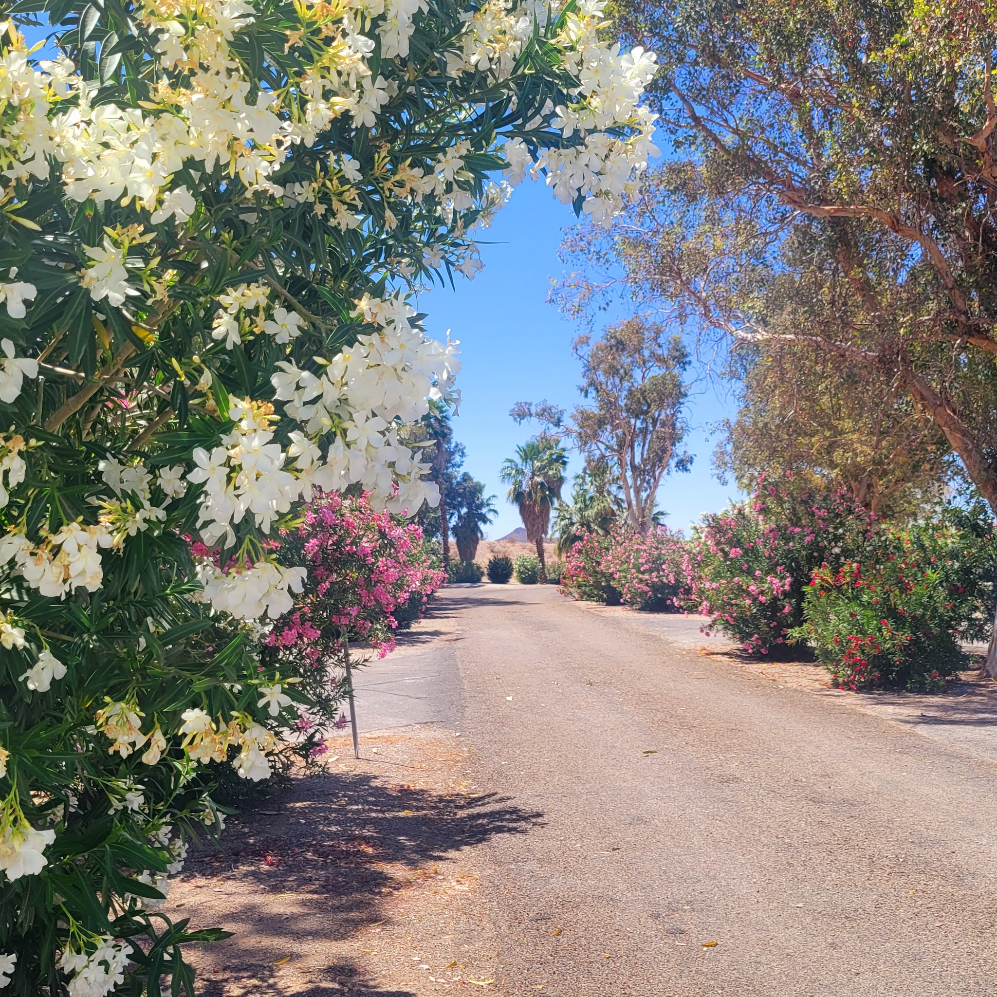 Temple Bar Rv Park (Lake Mead)