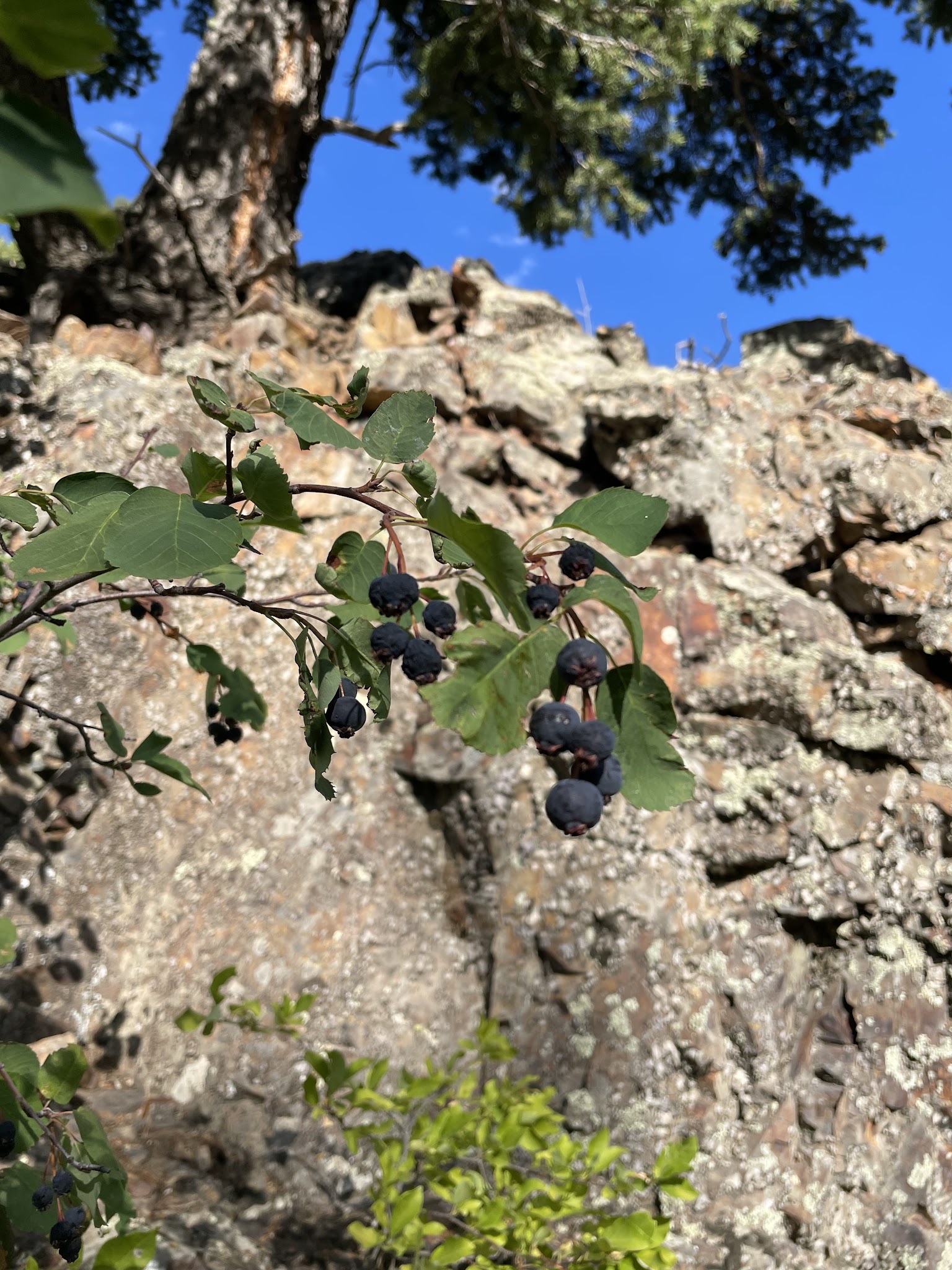 Thain Creek Campground