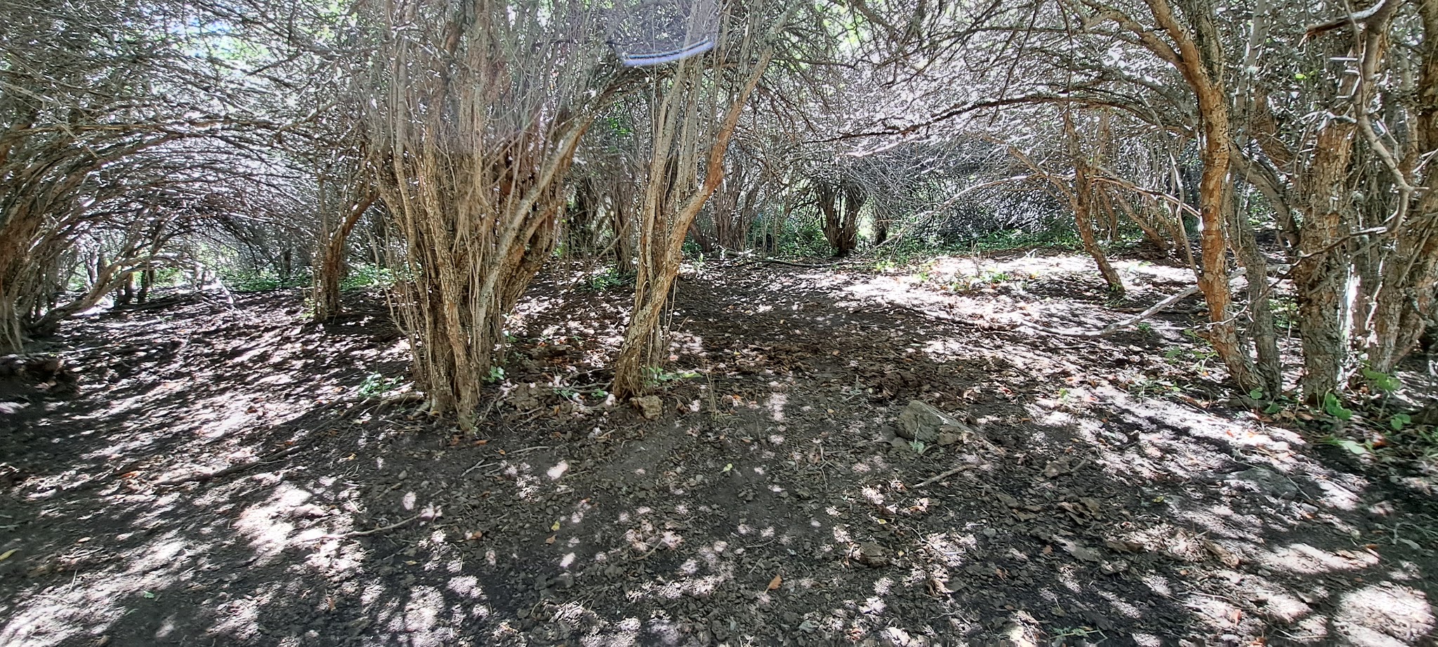 Thain Creek Campground