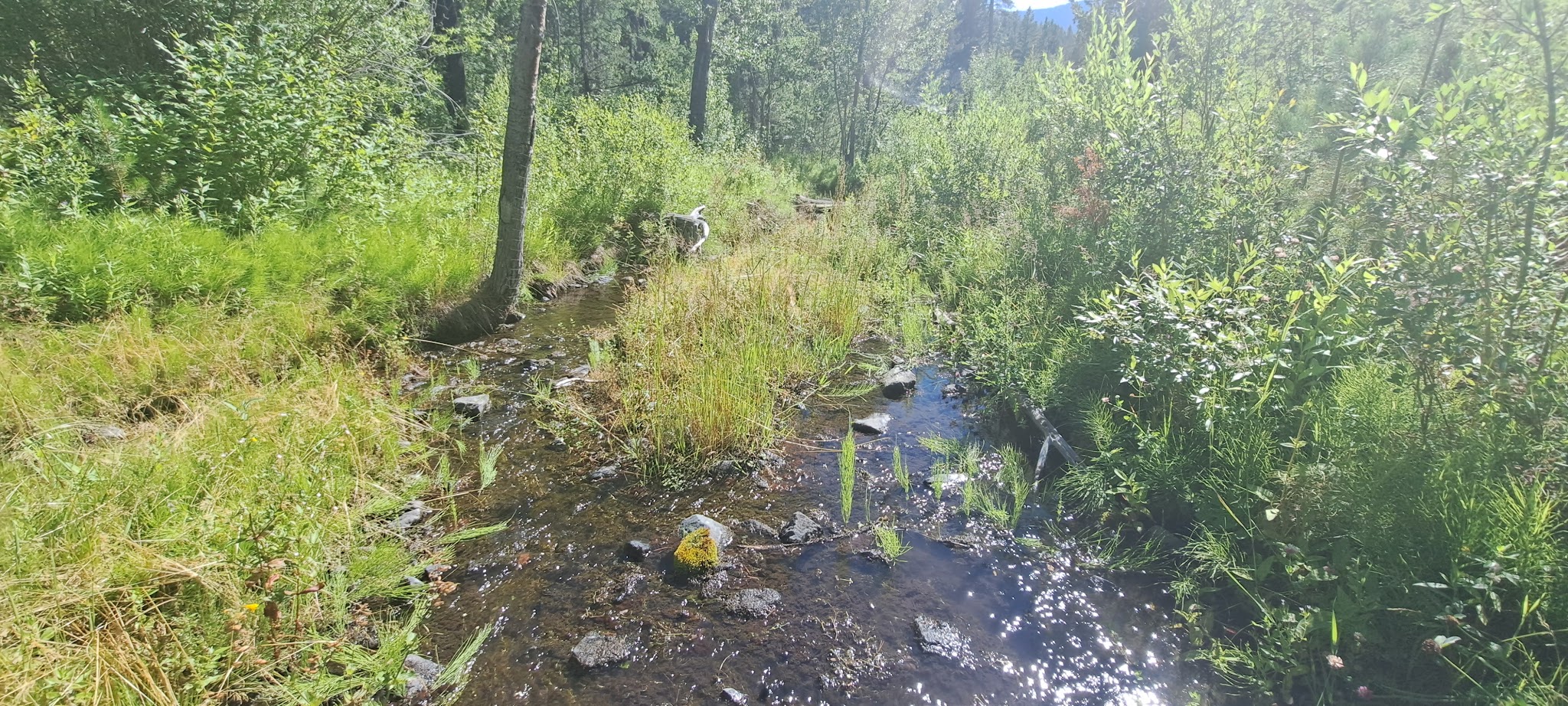 Thain Creek Campground