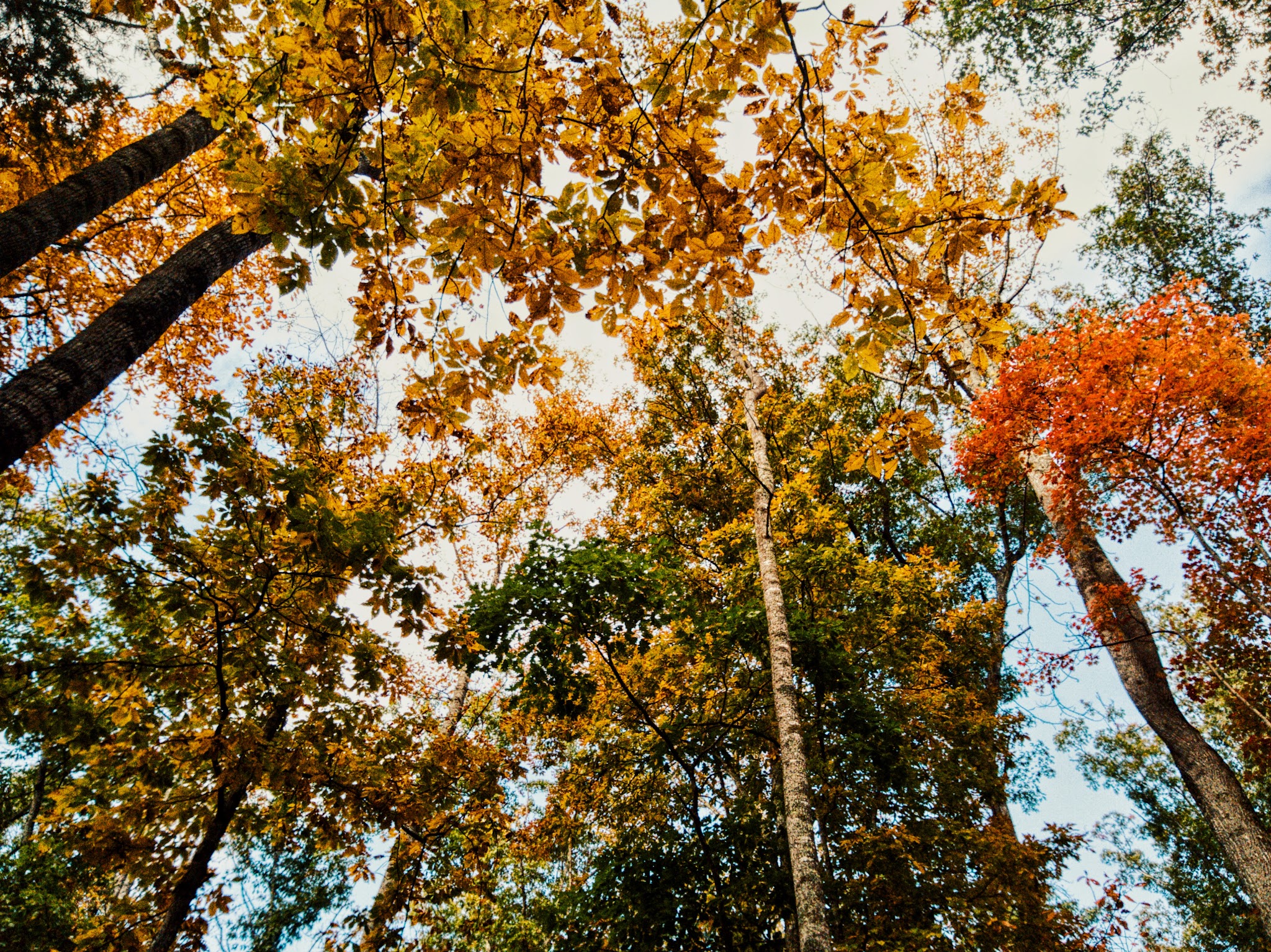 The Pines Campground