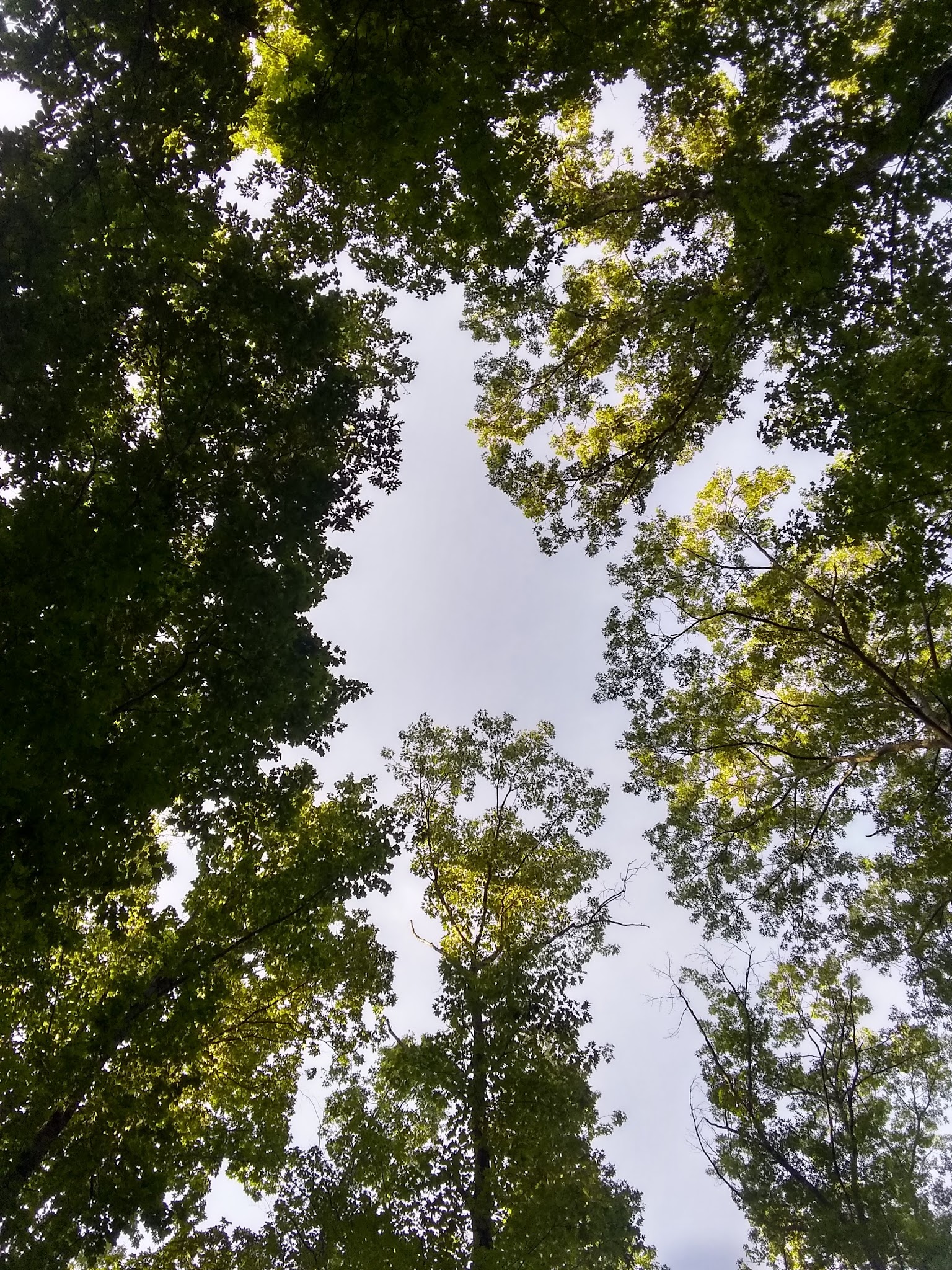 The Pines Campground