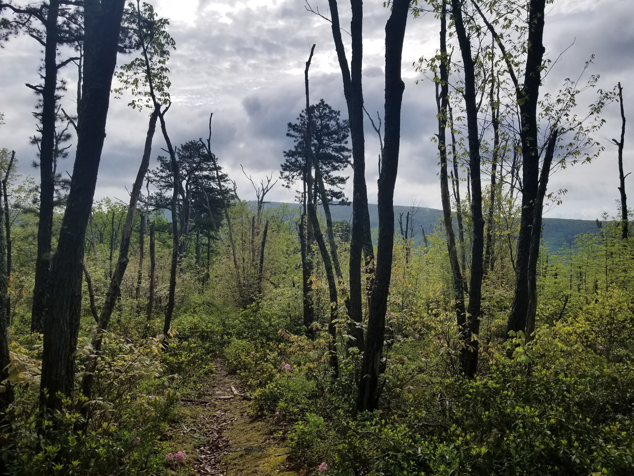 The Pines Campground