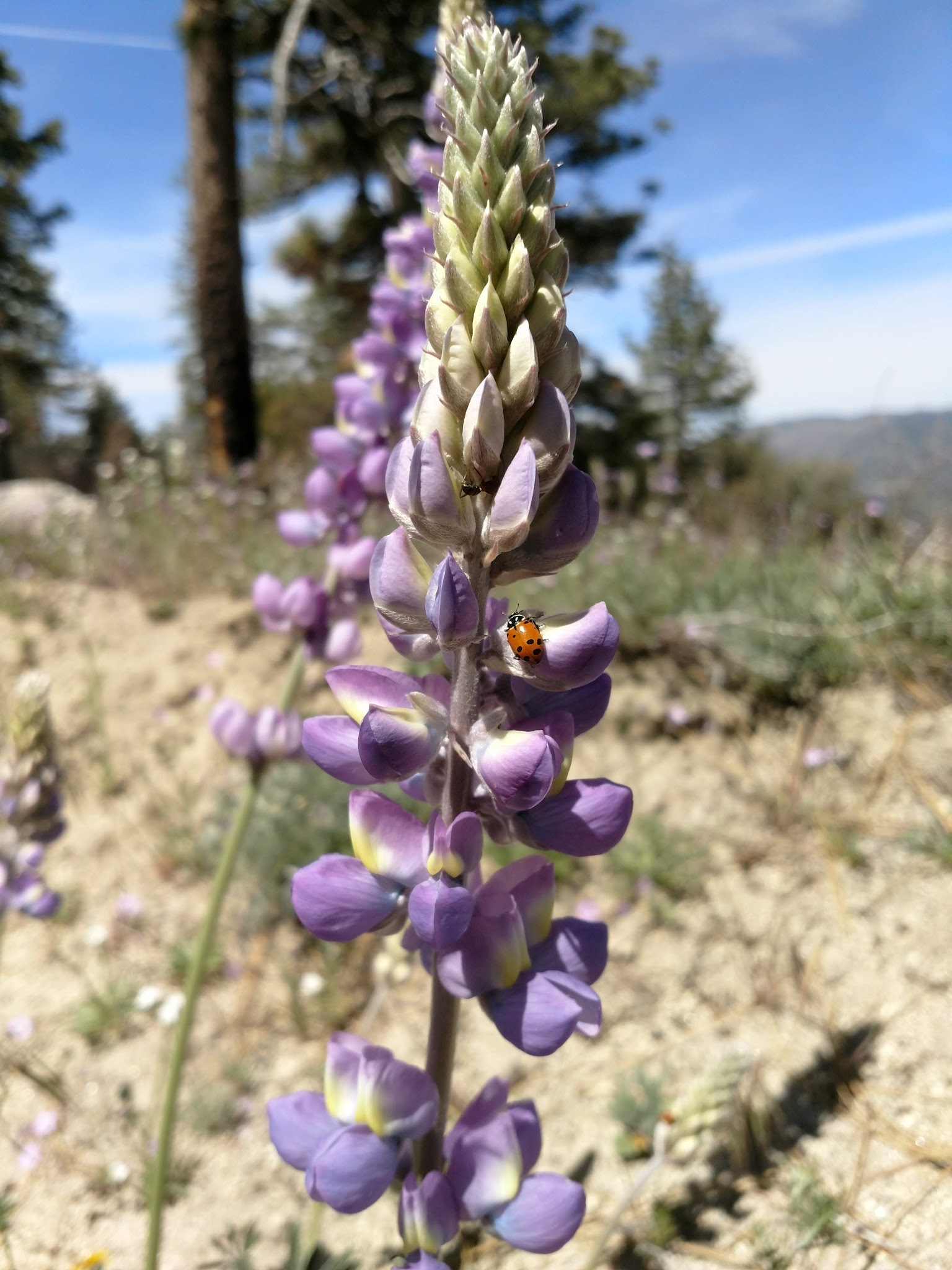 Thomas Mountain & Toolbox Springs Yellow Post Site