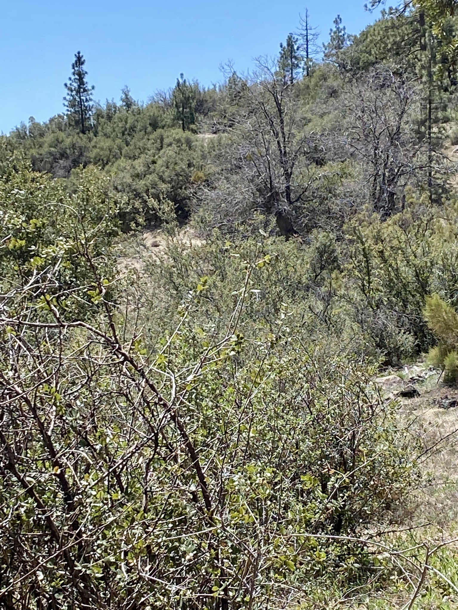 Thomas Mountain & Toolbox Springs Yellow Post Site