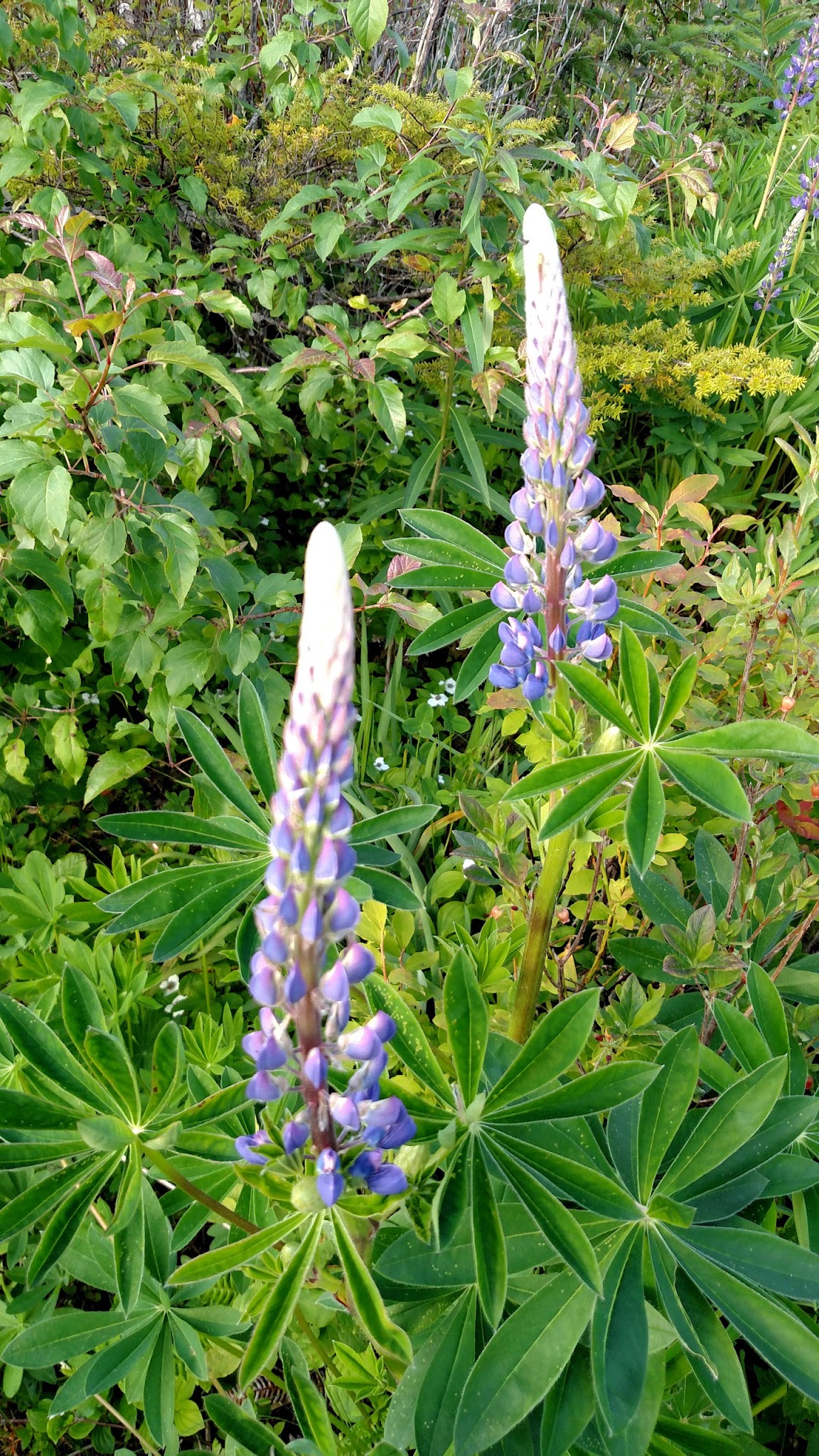 Three Sisters Overlook Campsite
