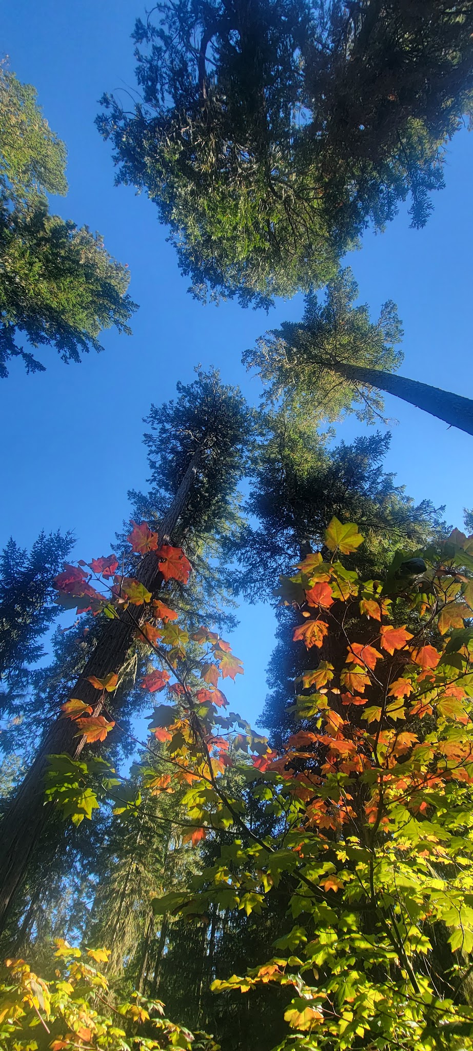 Threehorn Campground