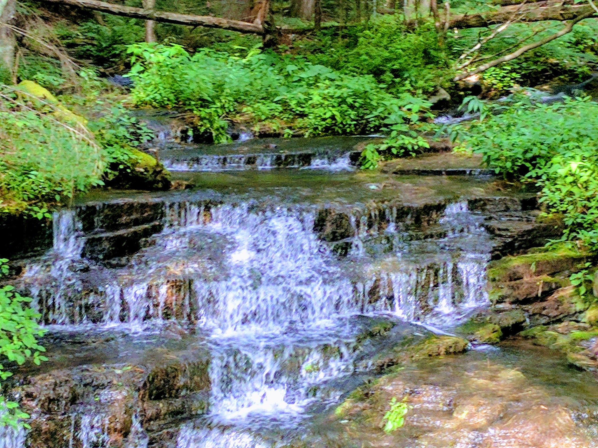 Tiadaghton State Forest