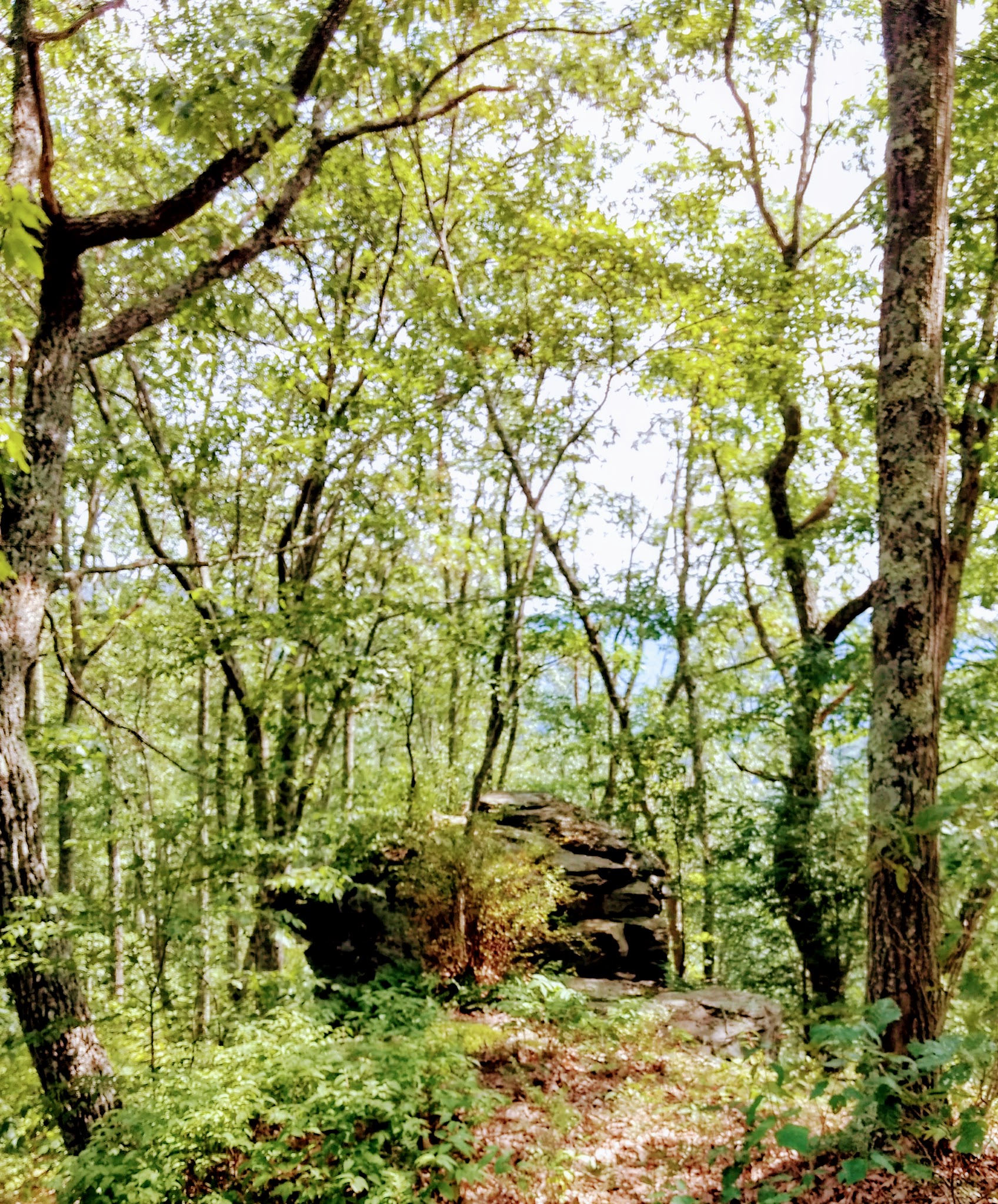 Tiadaghton State Forest