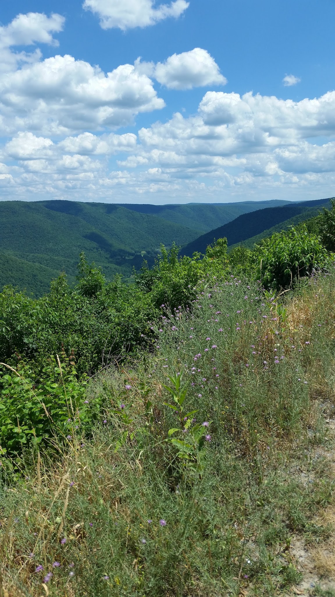 Tiadaghton State Forest