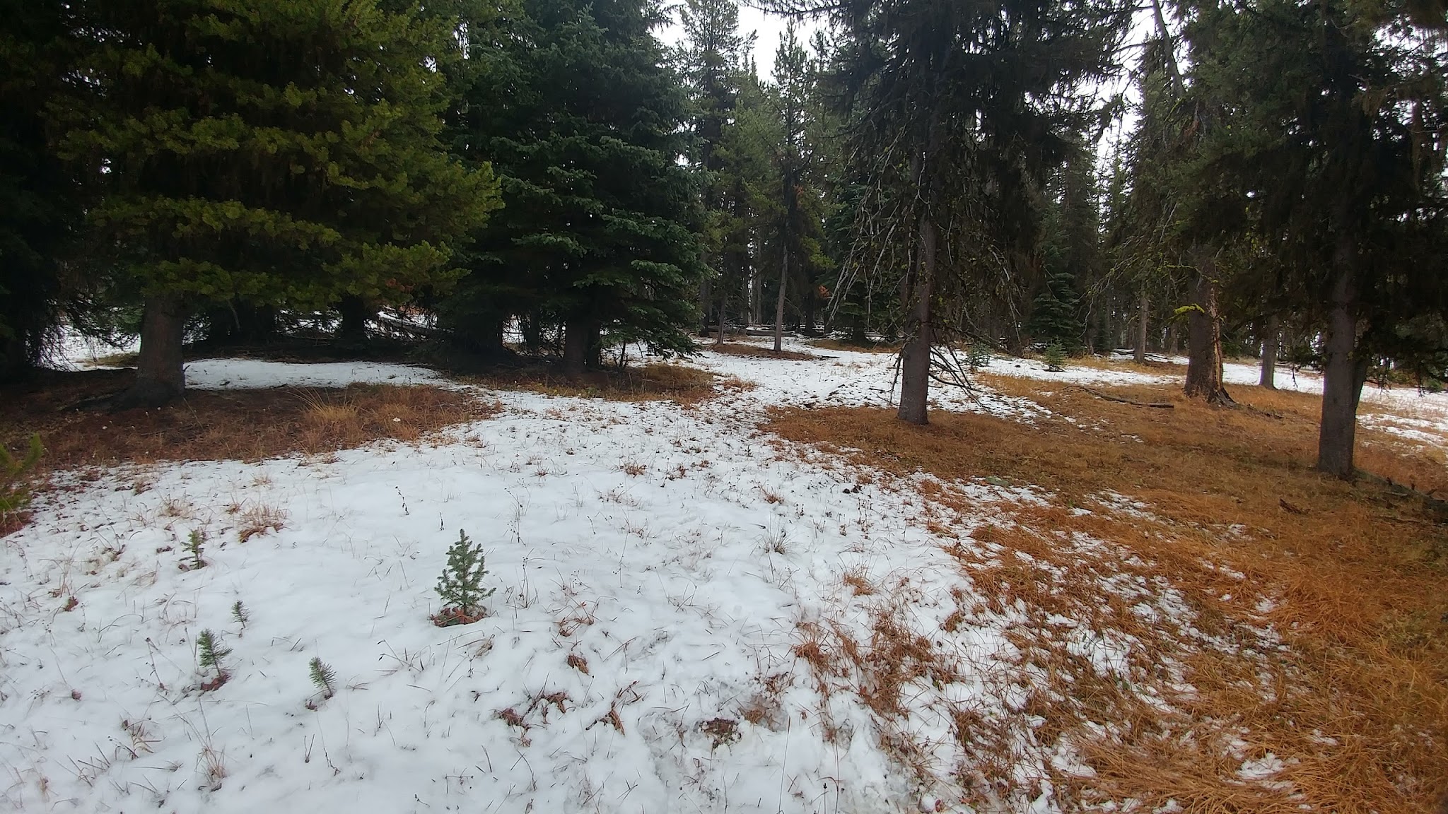 Tiffany Springs Campground