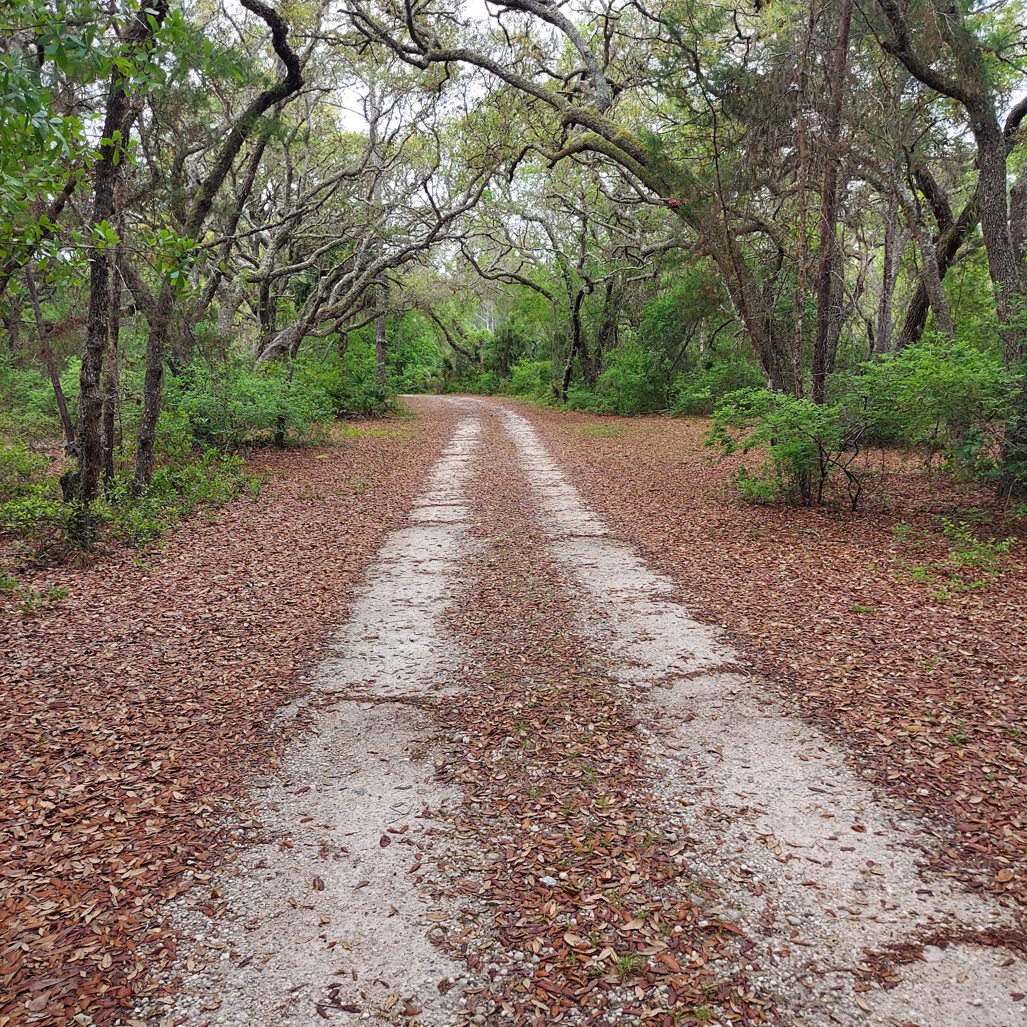 Bennett Field Campground Tiger Bay State Forest