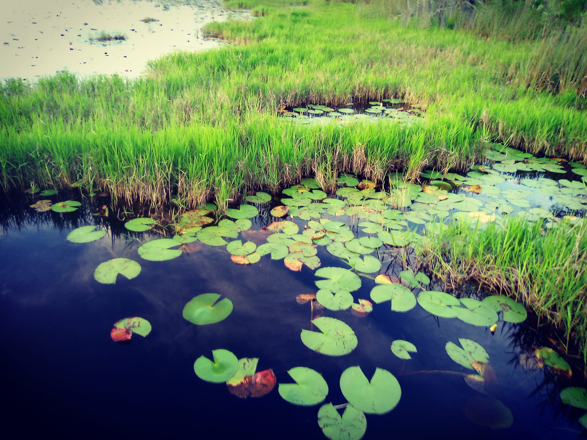 Bennett Field Campground Tiger Bay State Forest