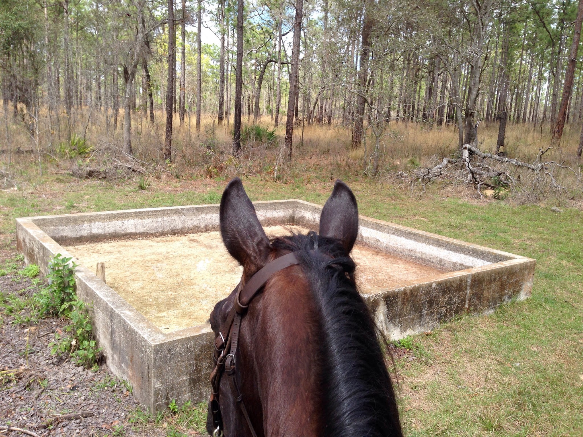 Tillis Hill Equestrian Campground Withlacoochee State Forest
