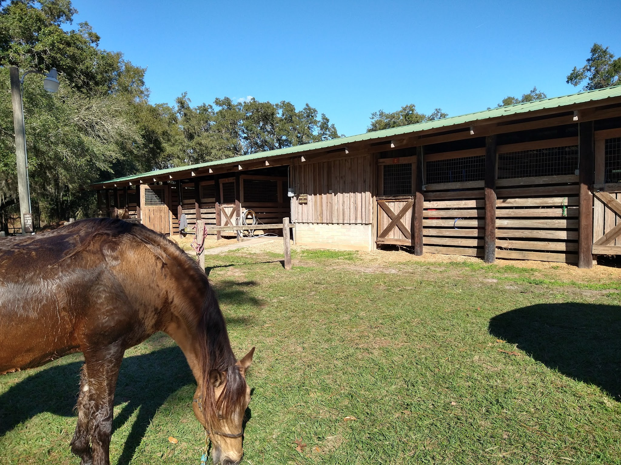 Tillis Hill Equestrian Campground Withlacoochee State Forest