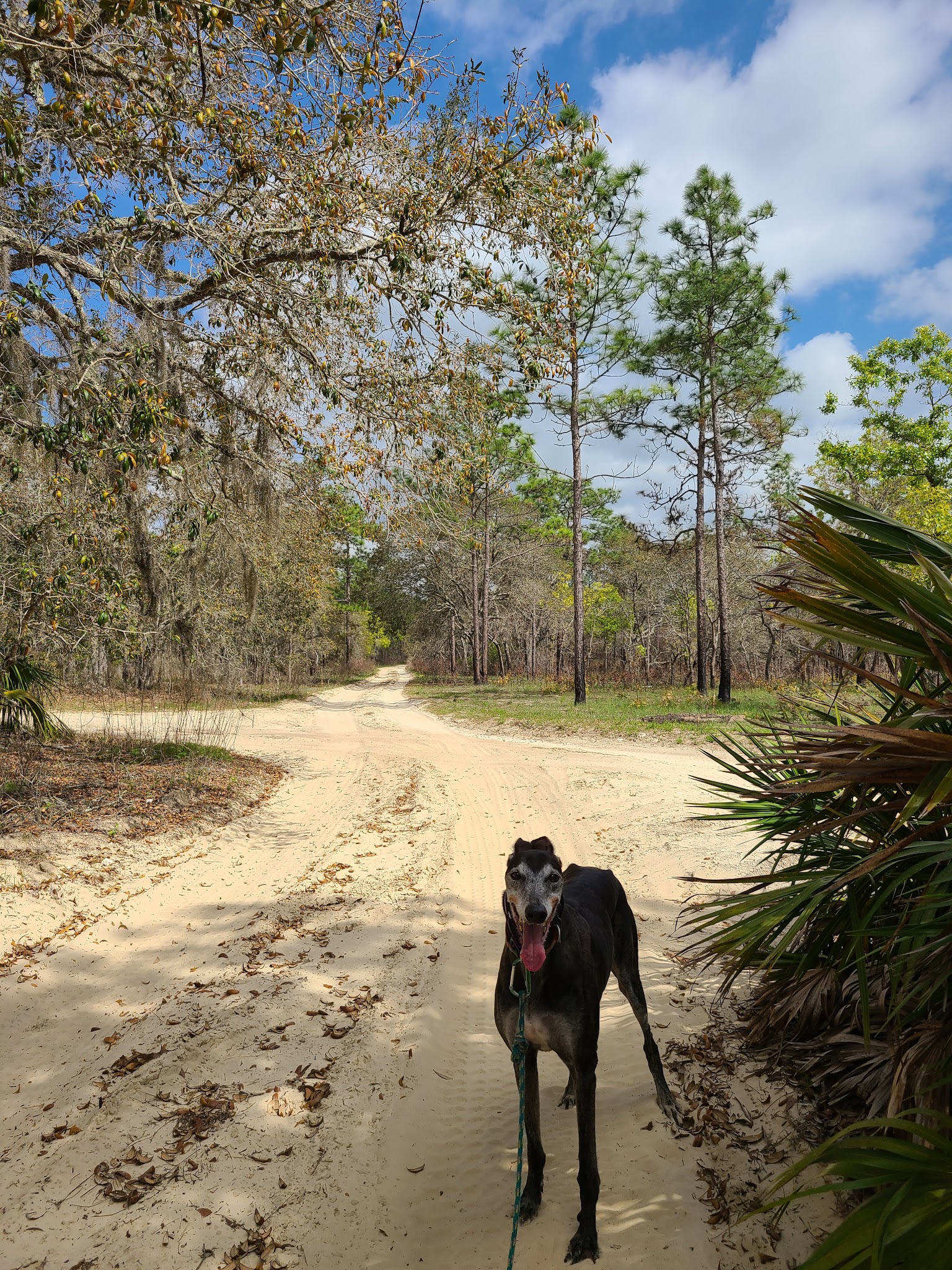 Tillis Hill Equestrian Campground Withlacoochee State Forest