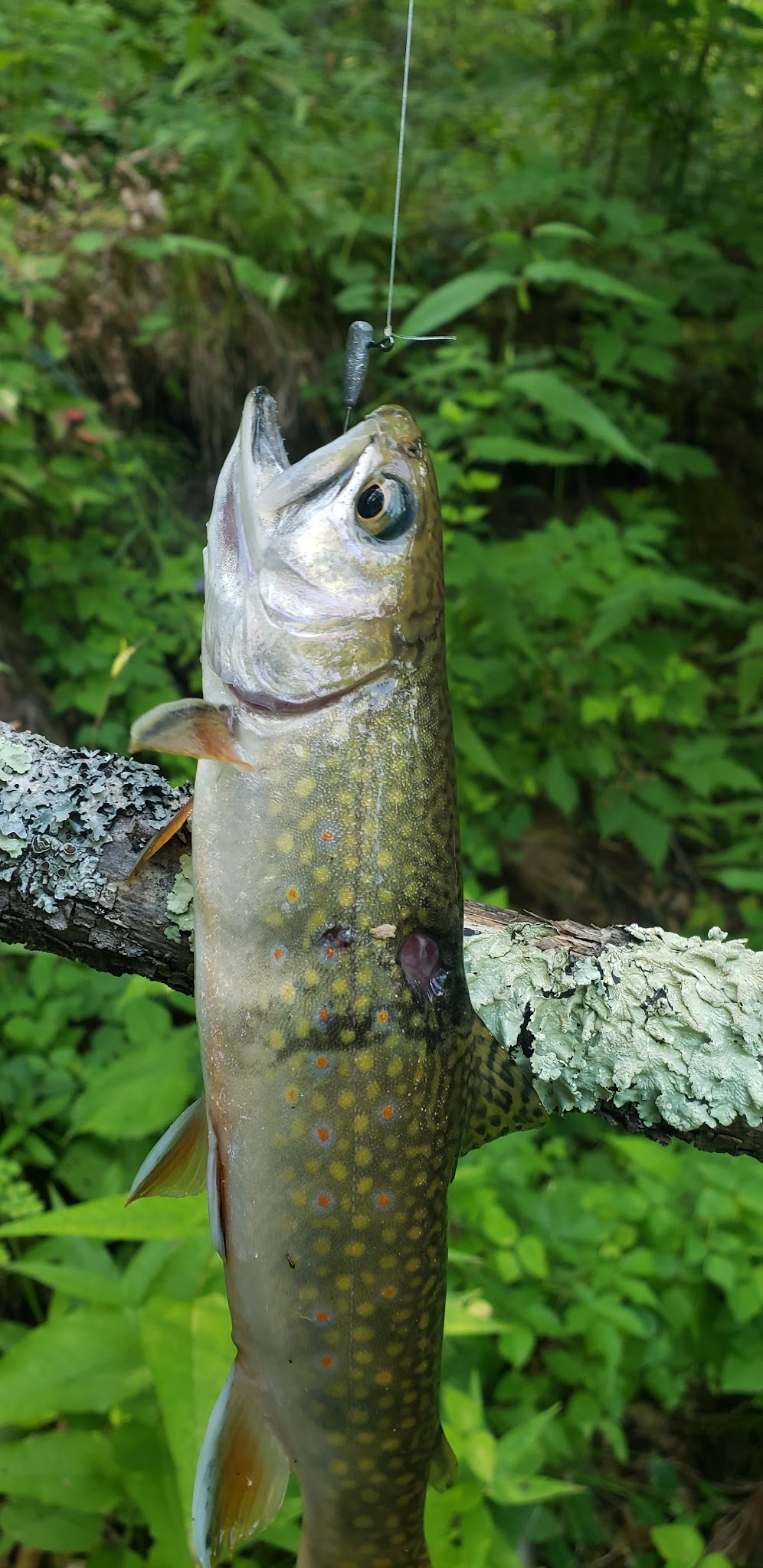 Timber Camp Campground