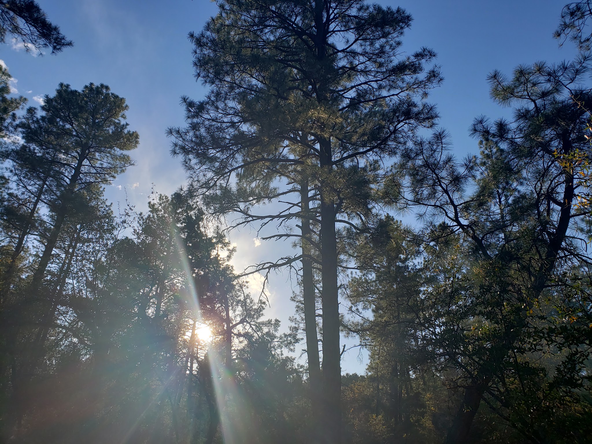 Timber Camp Recreation Area And Group Campgrounds
