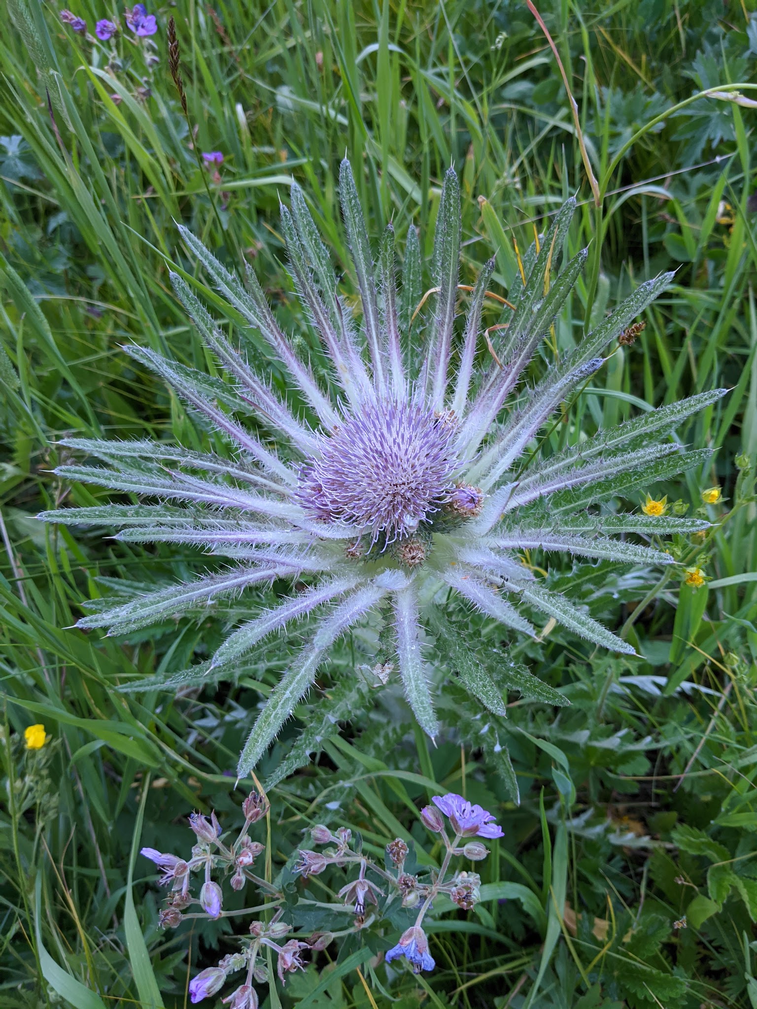 Timber Camp Campground