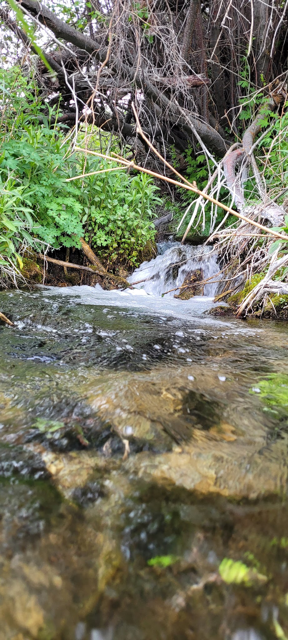 Timber Creek Campground
