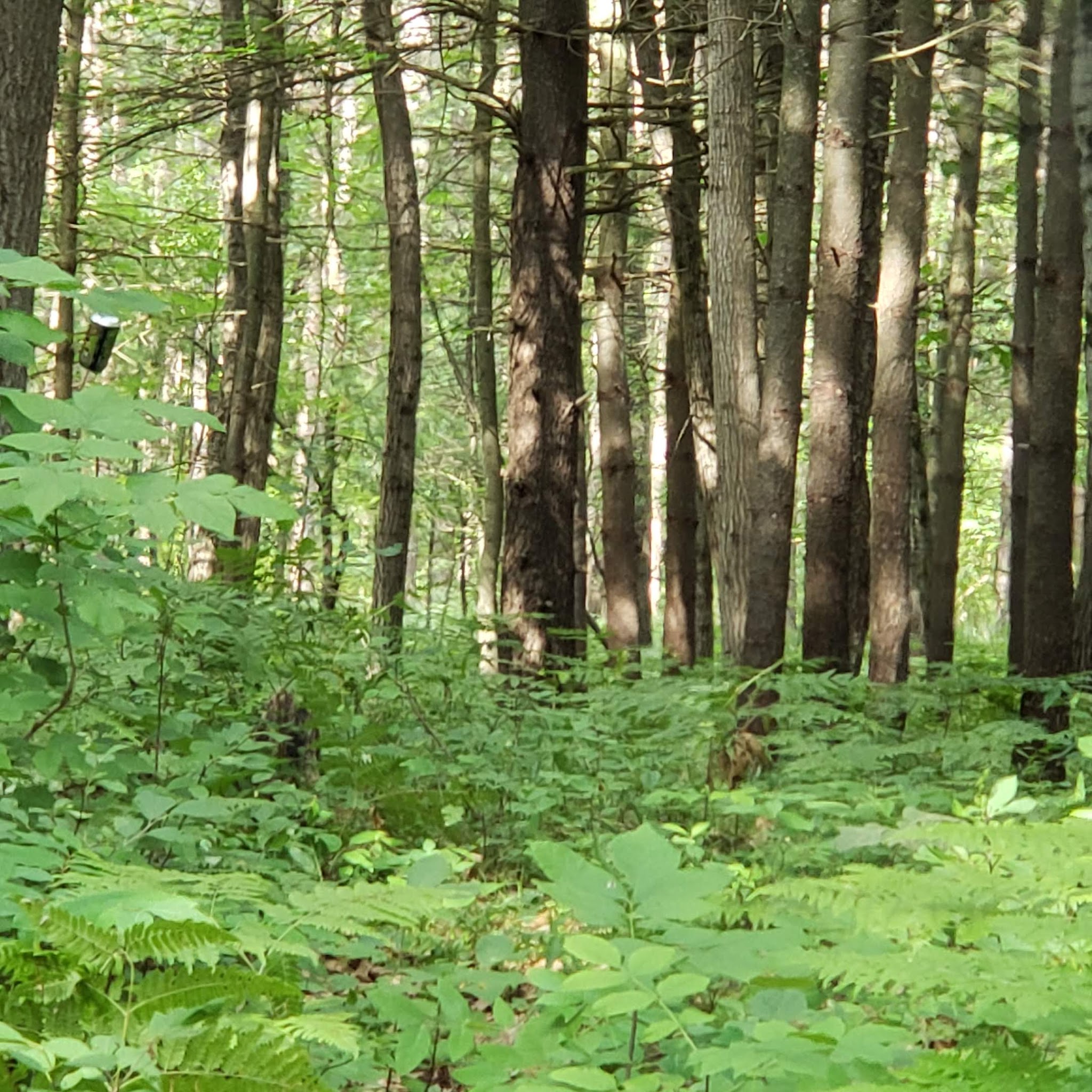 Timber Creek Campground