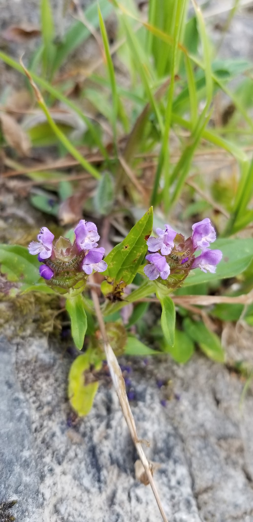 Tin Can Flat Campground