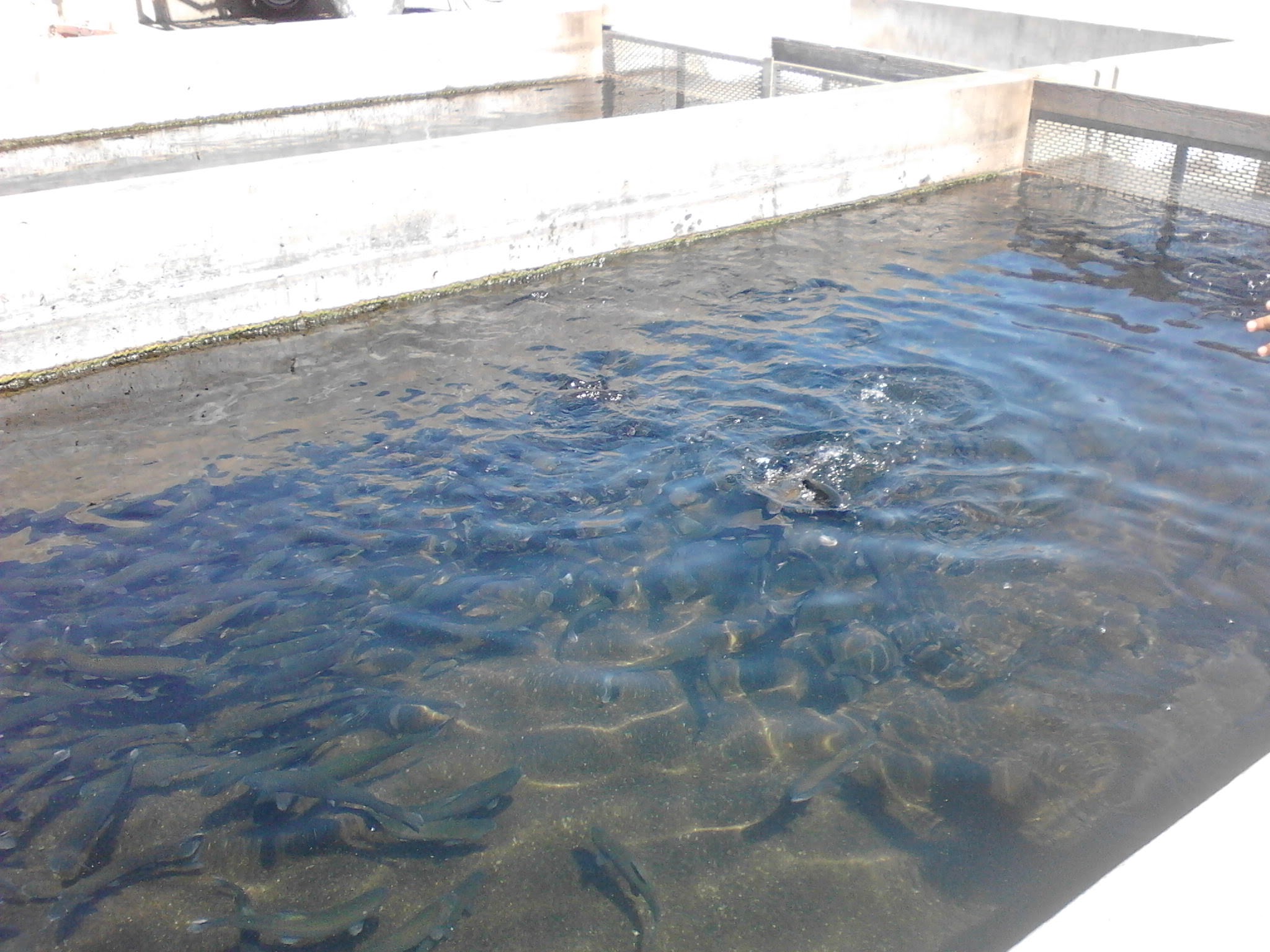 Tinnemaha Creek Campground