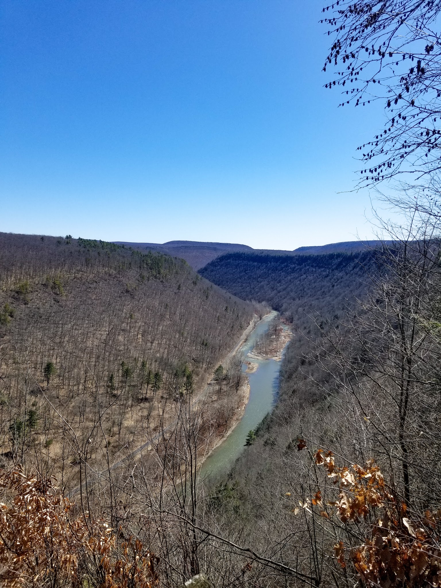 Tioga State Forest