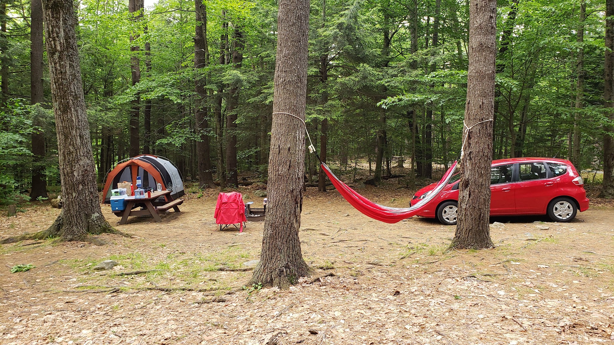Tolland State Forest