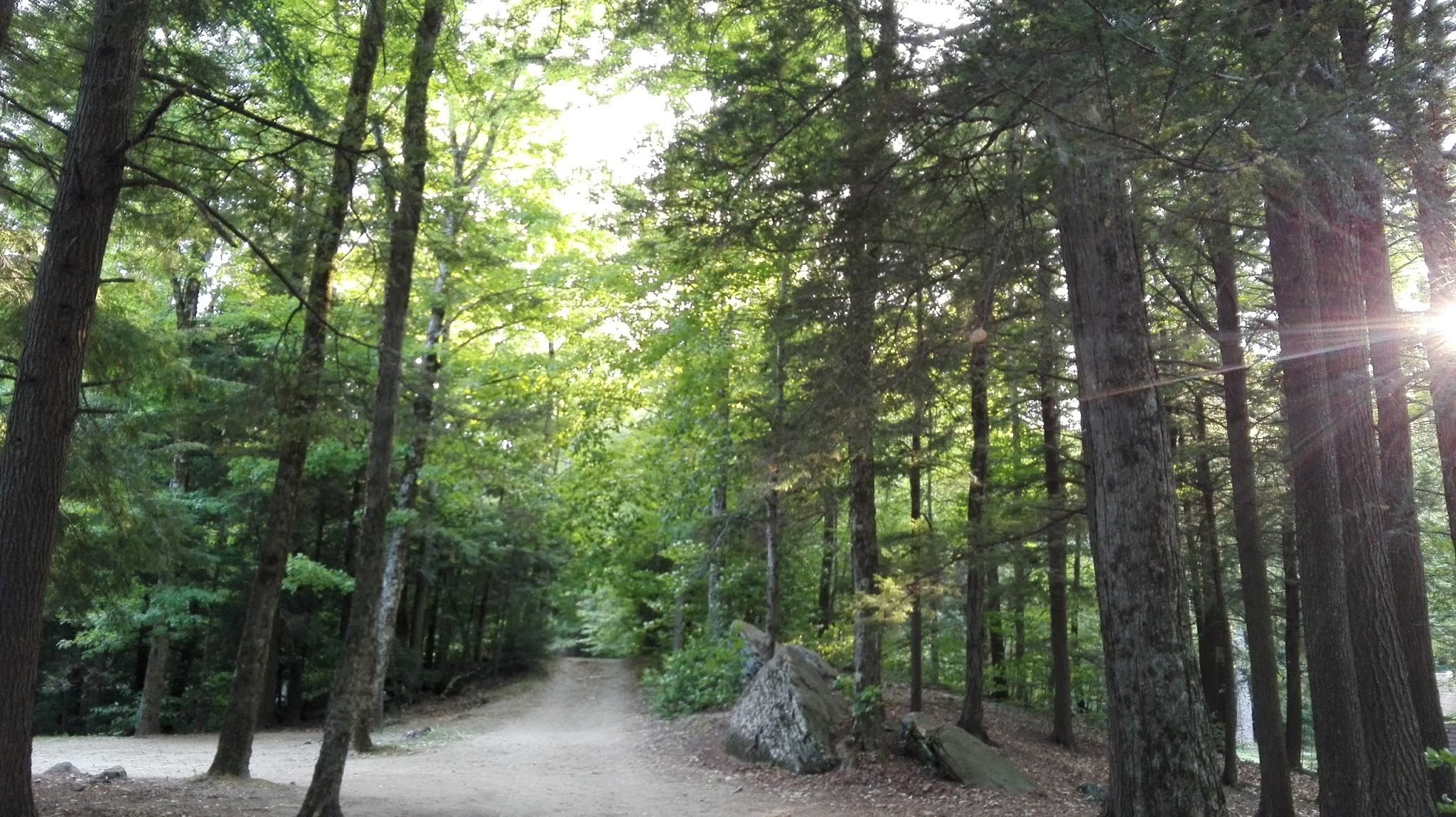 Tolland State Forest