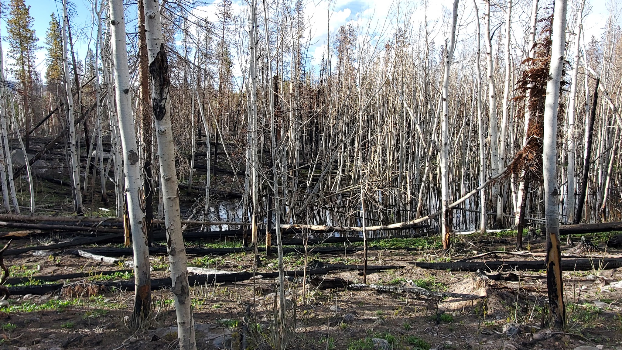 Tom Bennett Campground