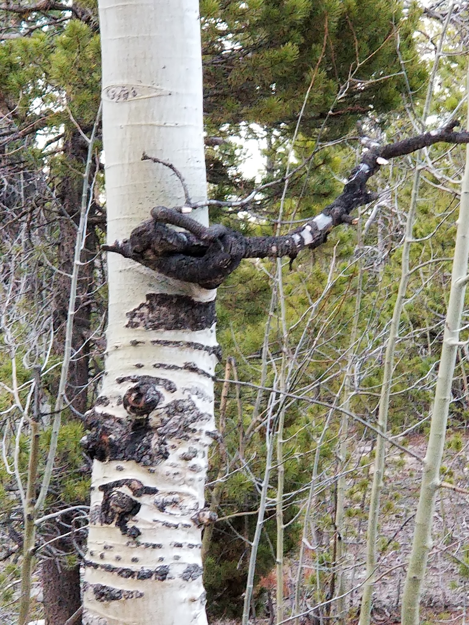 Tom Bennett Campground