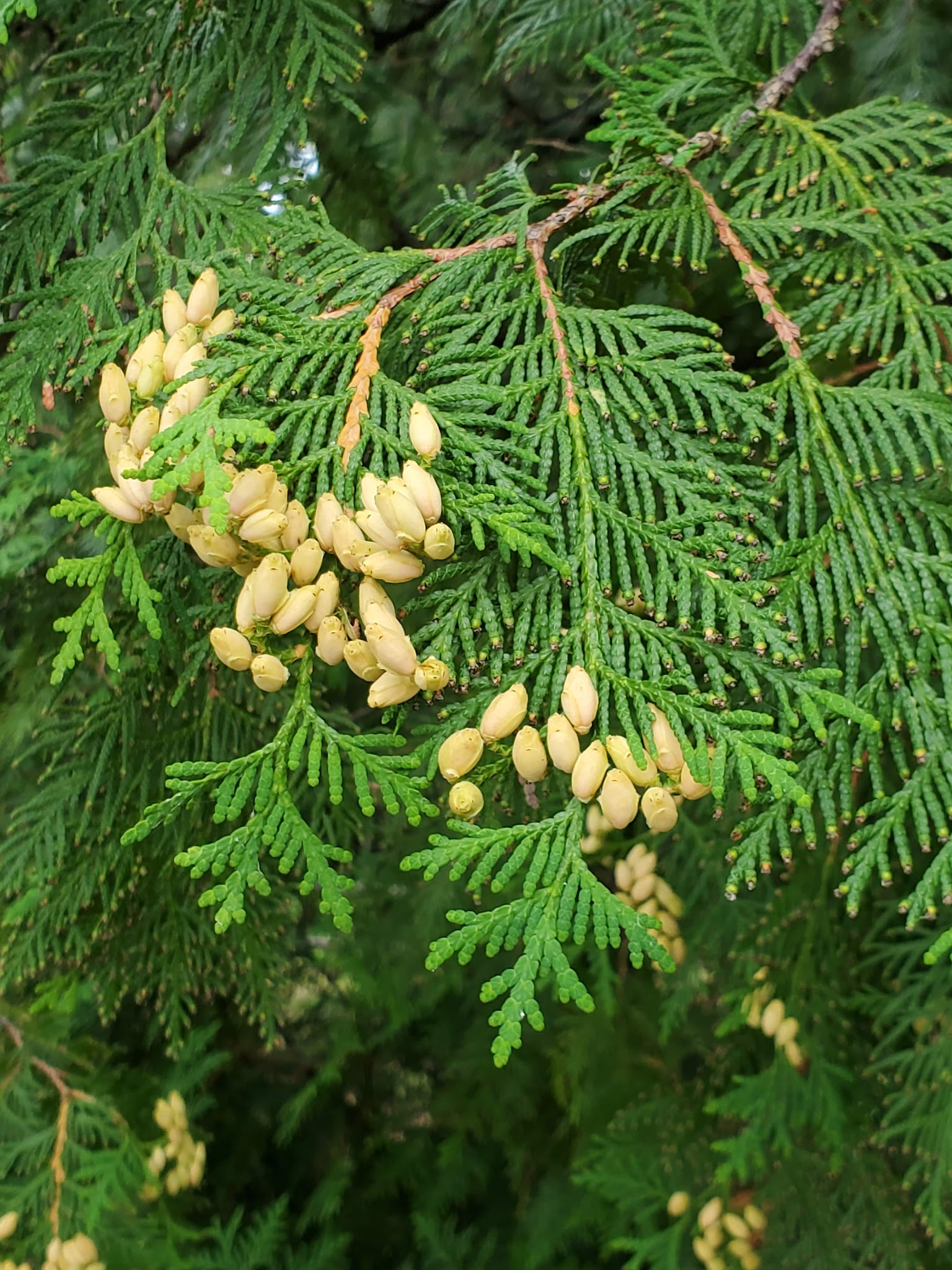 Toohey Lake Rustic Campground