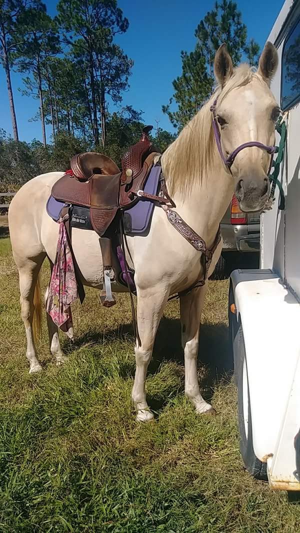 Tram Road Equestrian Campground Tiger Bay State Forest