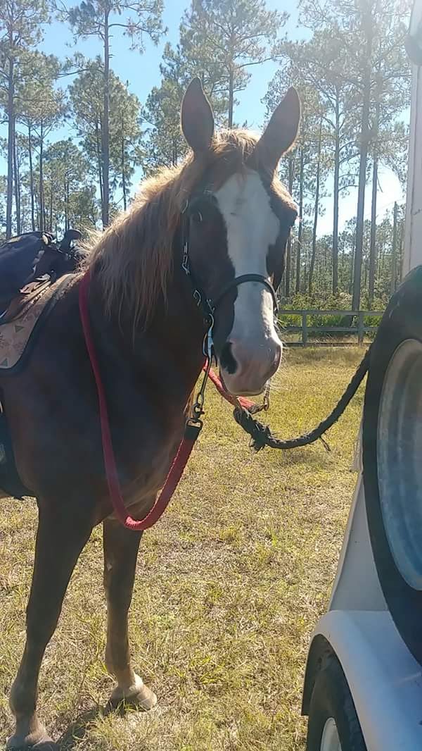 Tram Road Equestrian Campground Tiger Bay State Forest