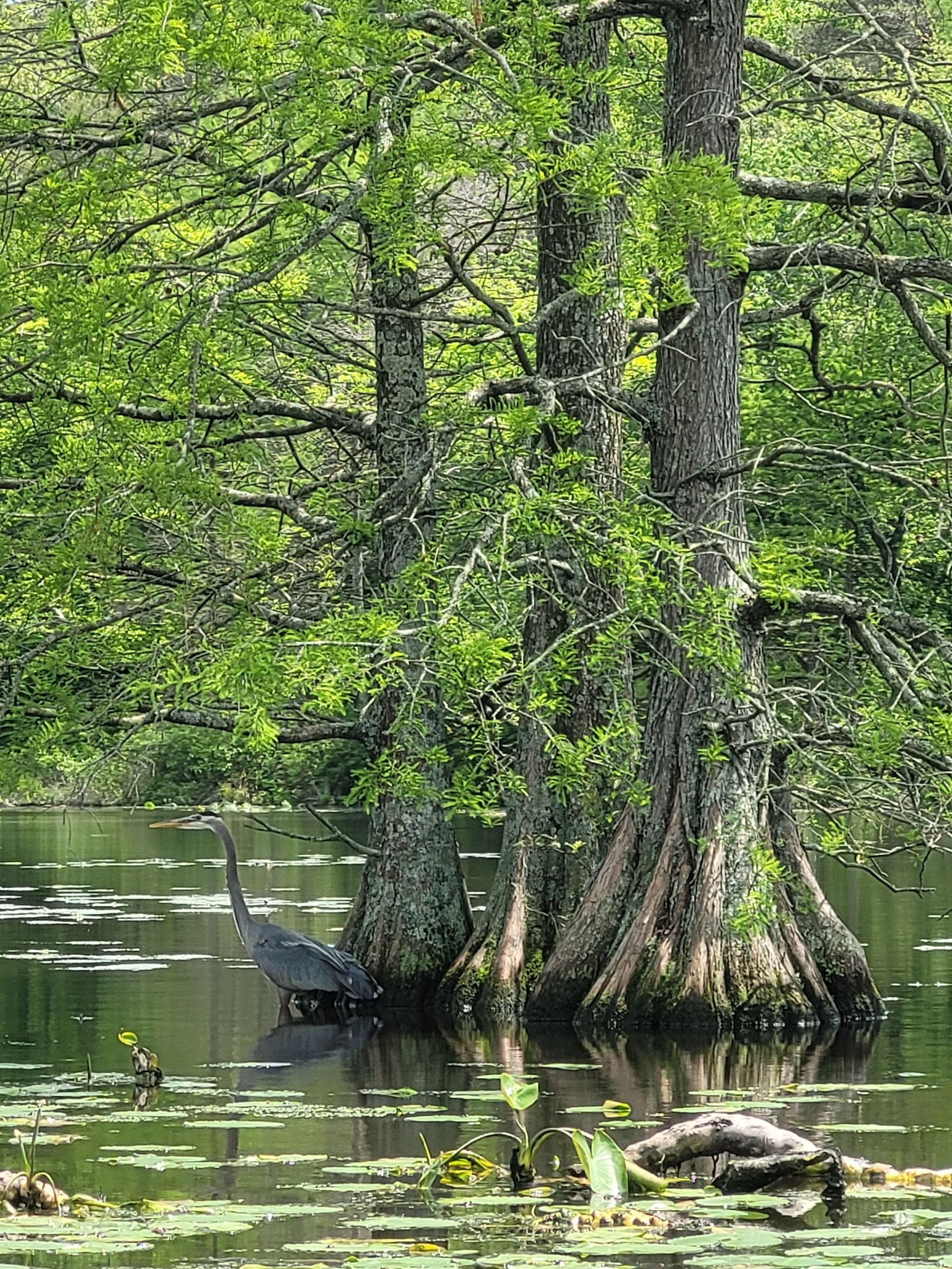 Trap Pond State Park