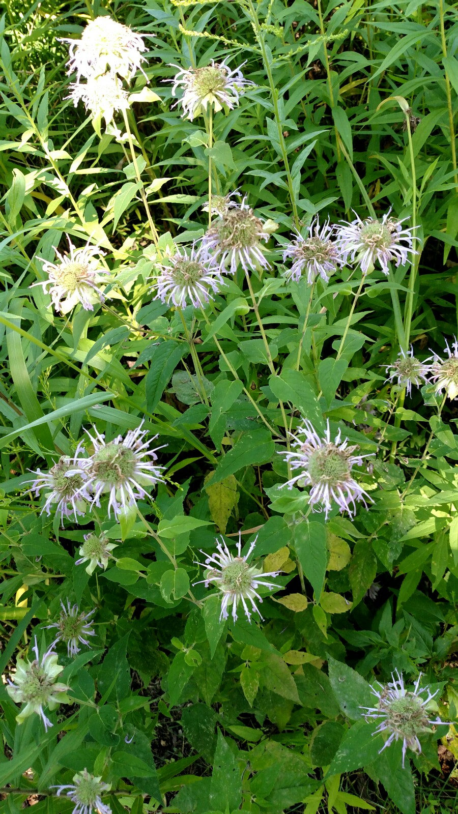 Trine State Recreation Area