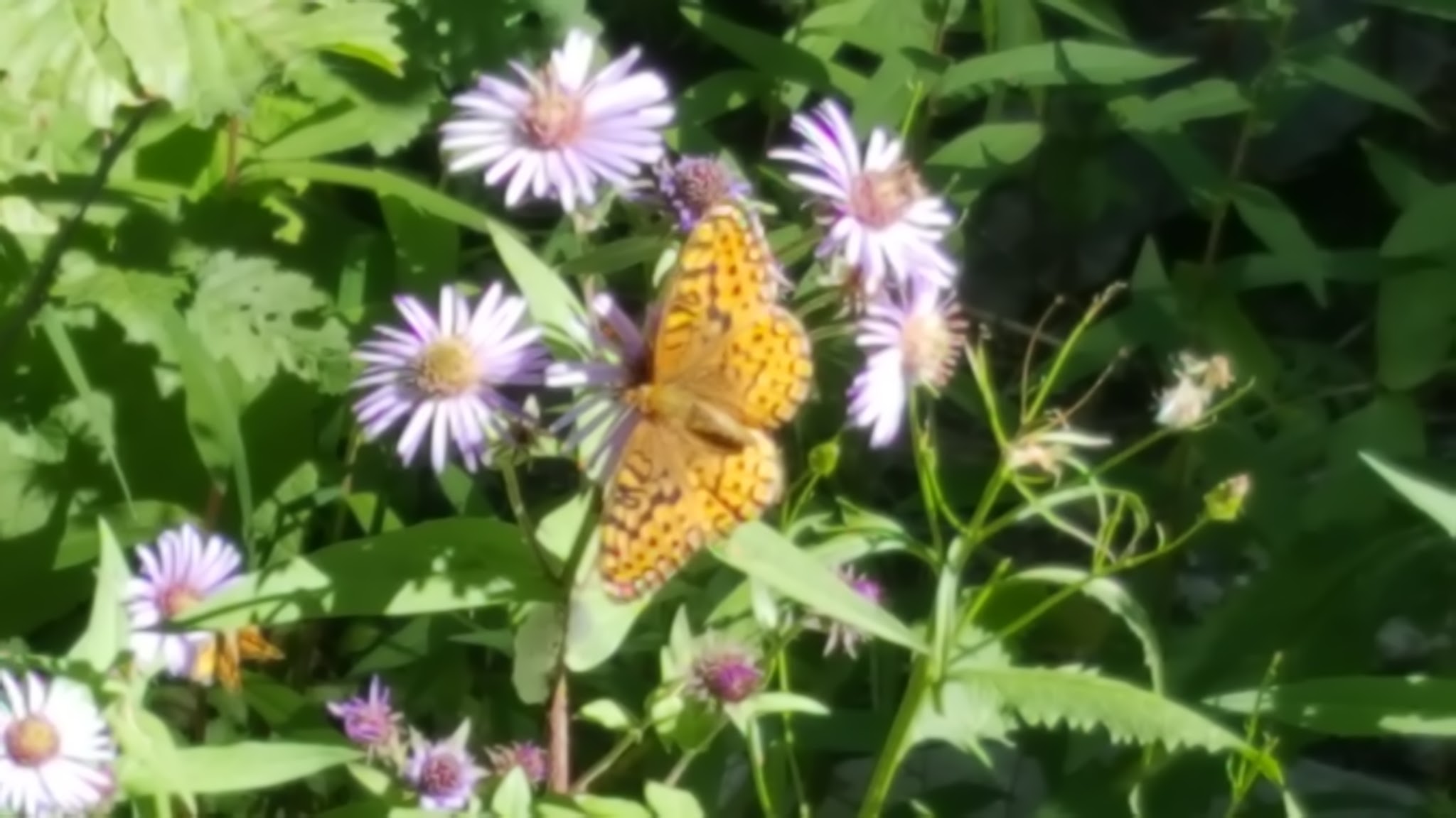 Trout Creek Campground