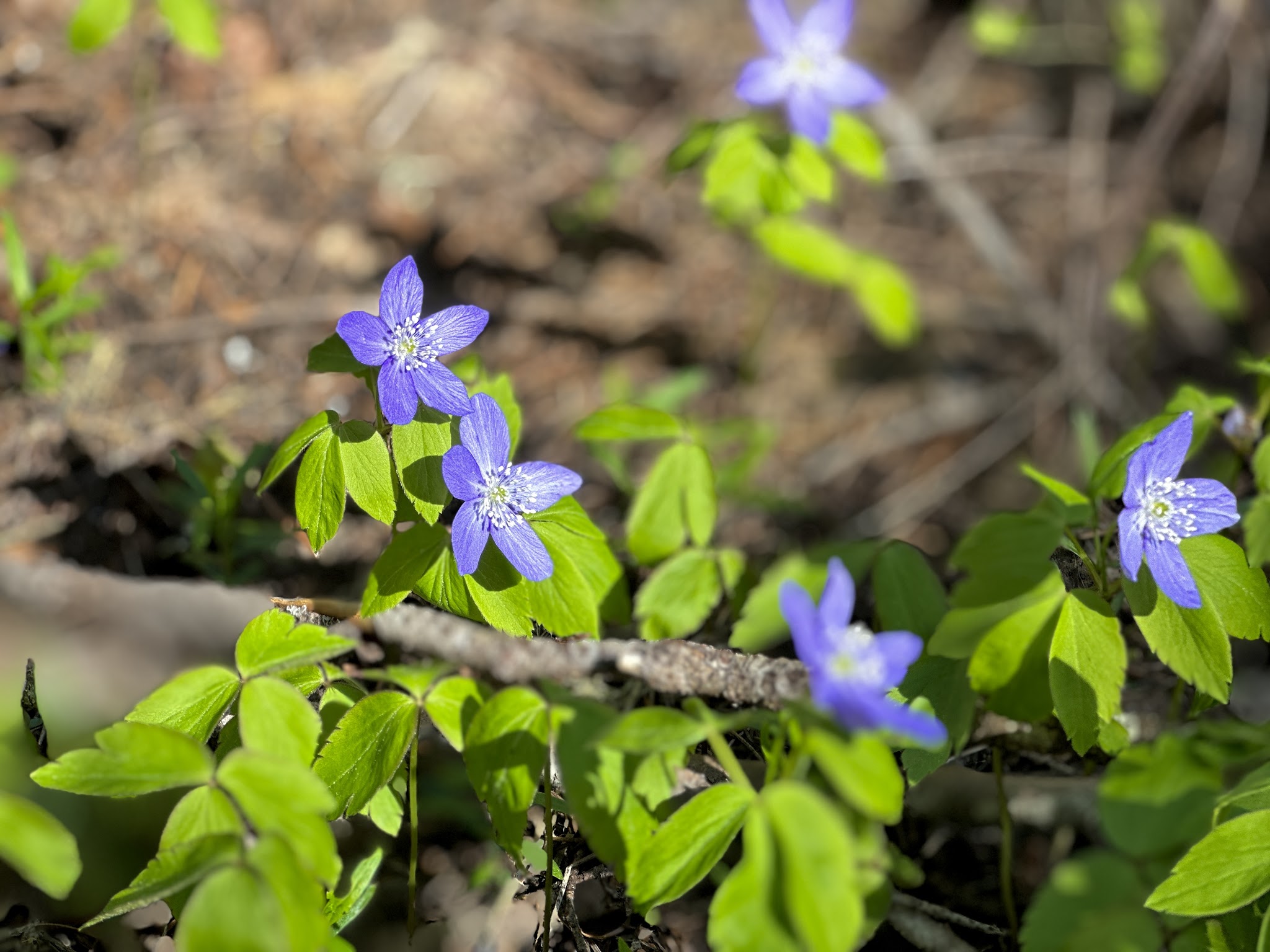 Campground: Trout Lake Creek