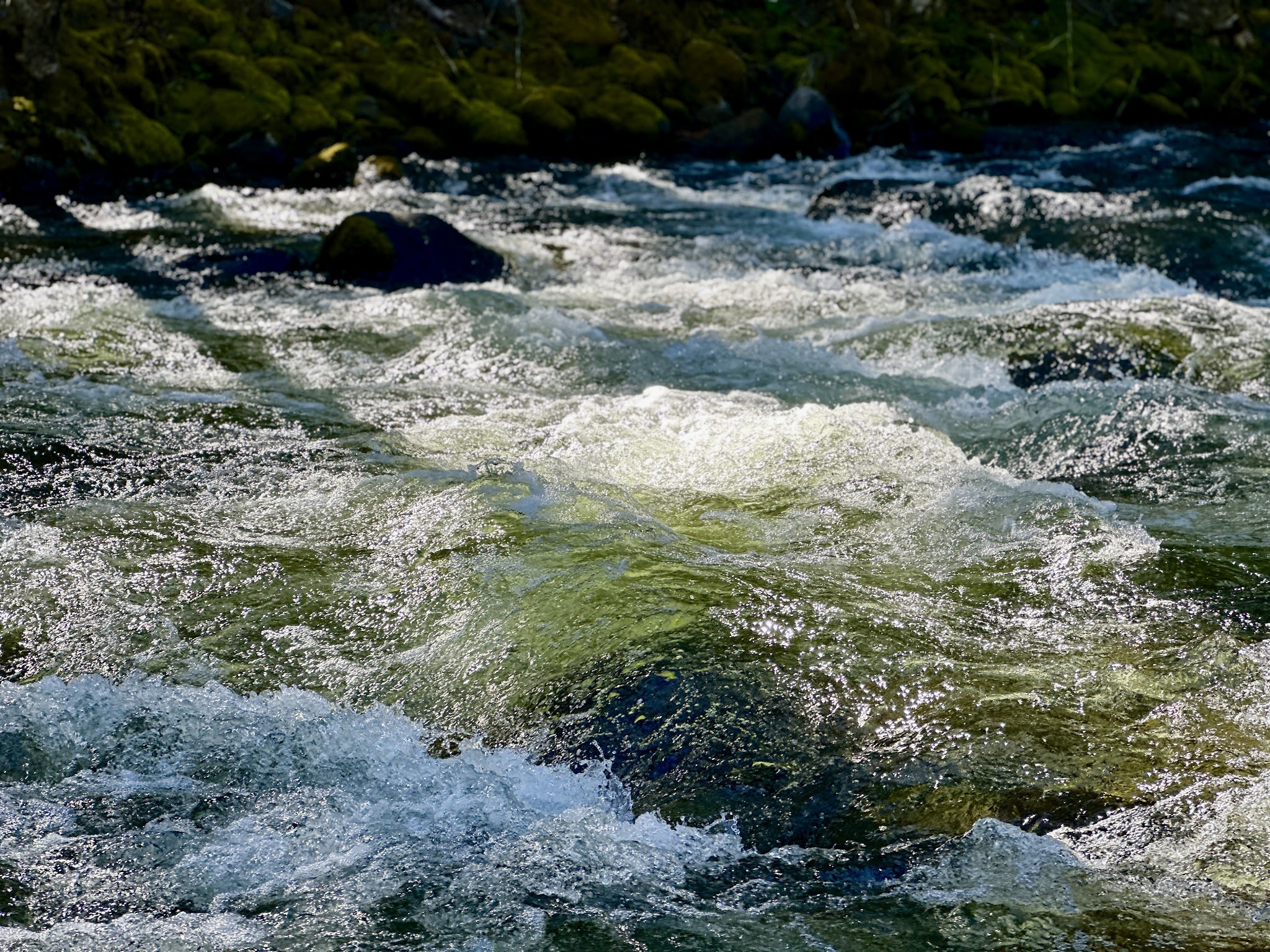 Campground: Trout Lake Creek