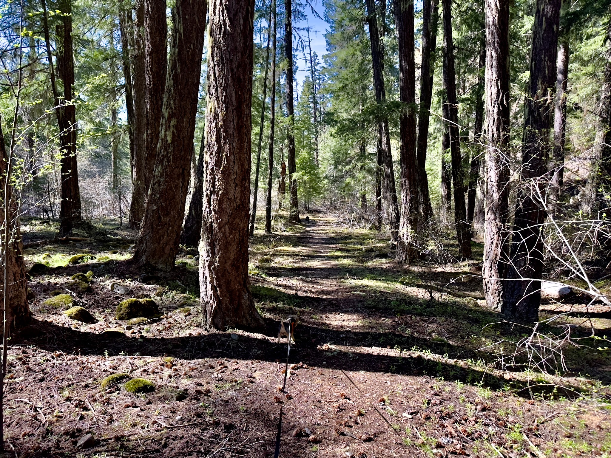 Campground: Trout Lake Creek