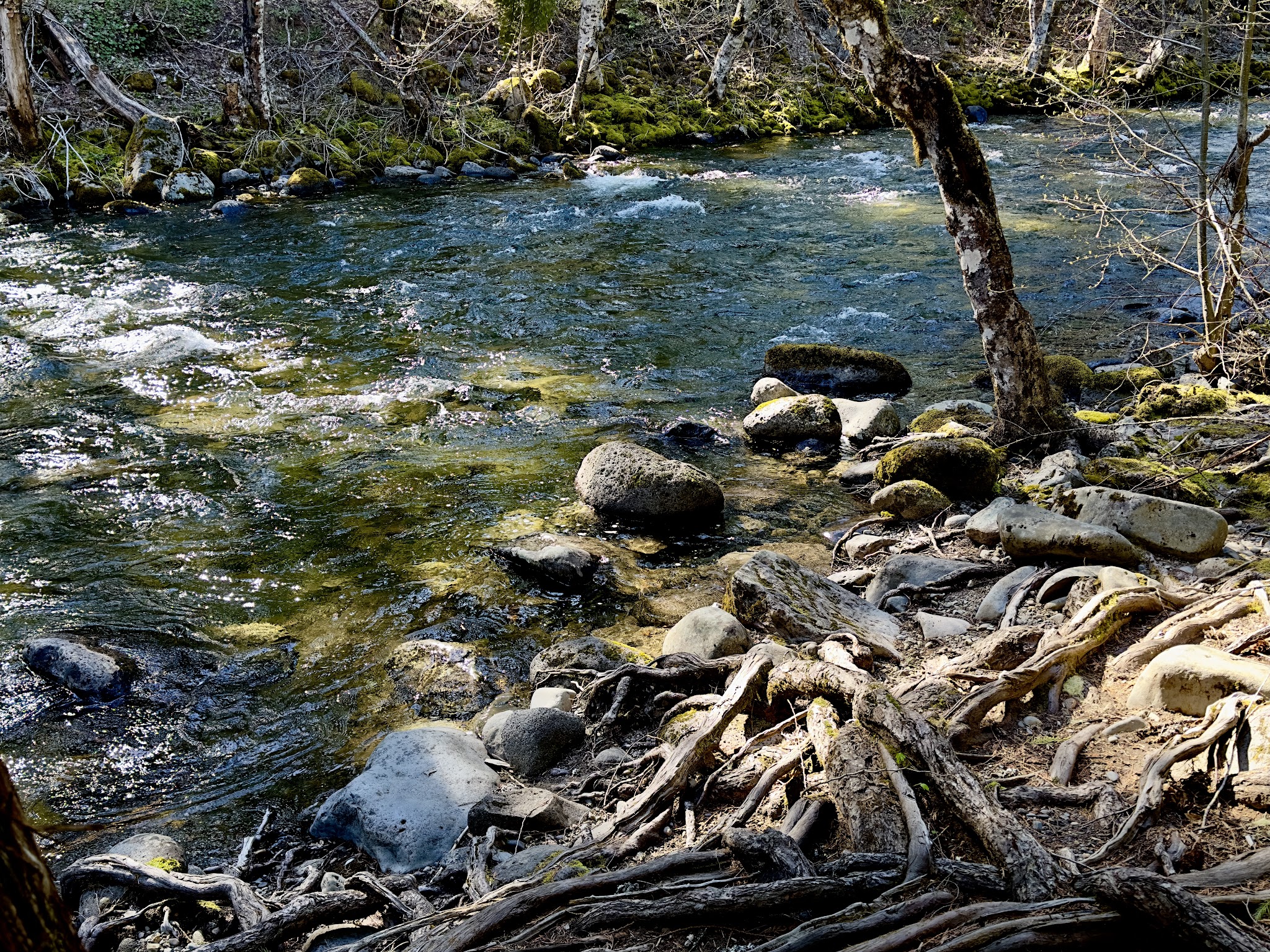 Campground: Trout Lake Creek