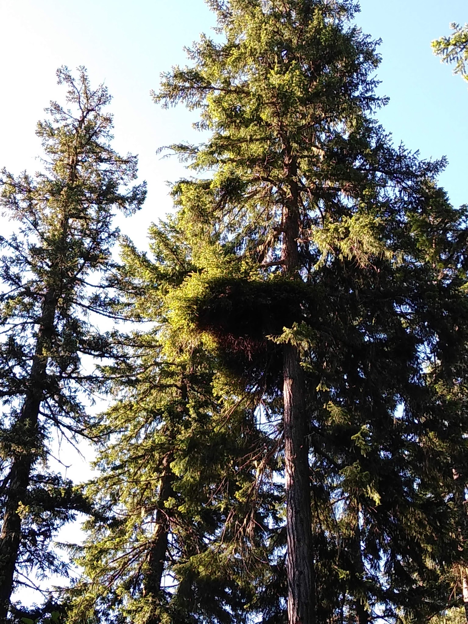 Campground: Trout Lake Creek